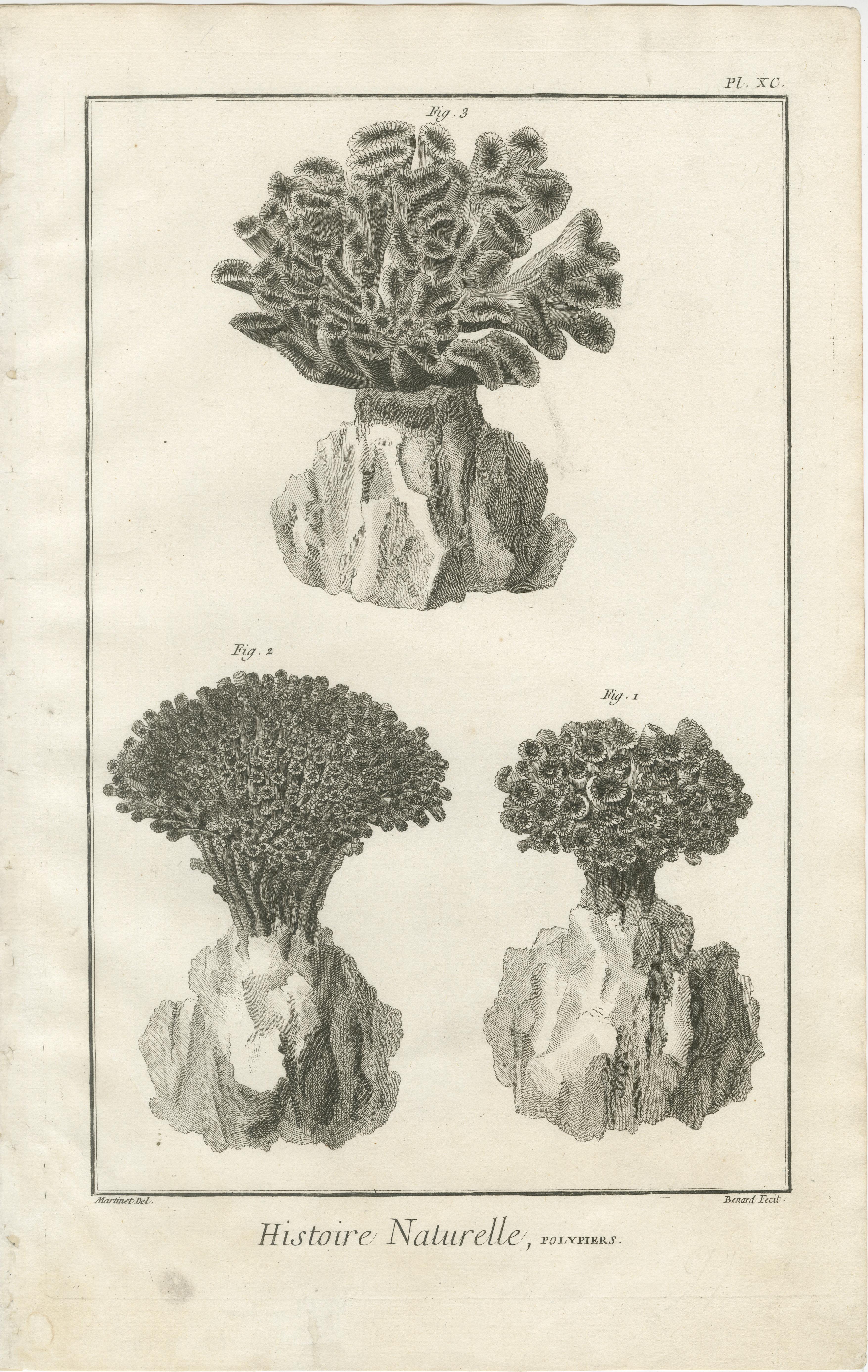 Fin du XVIIIe siècle Ensemble de huit gravures anciennes de coraux tirées de l'Encyclopédie de Diderot, vers 1770 en vente