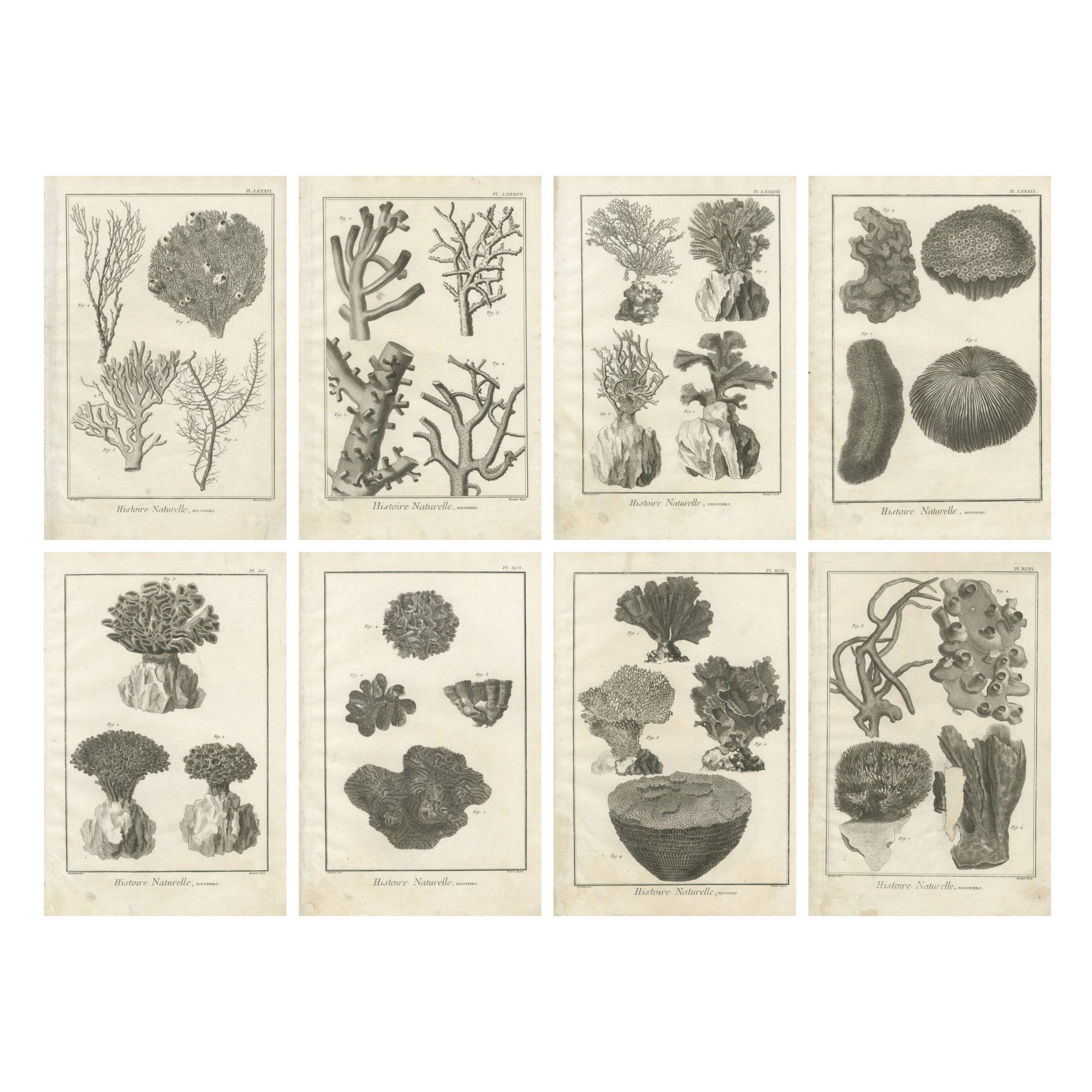 Ensemble de huit gravures anciennes de coraux tirées de l'Encyclopédie de Diderot, vers 1770