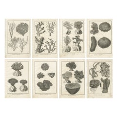 Set of Eight Antique Engravings of Corals from Diderot’s Encyclopédie, ca. 1770