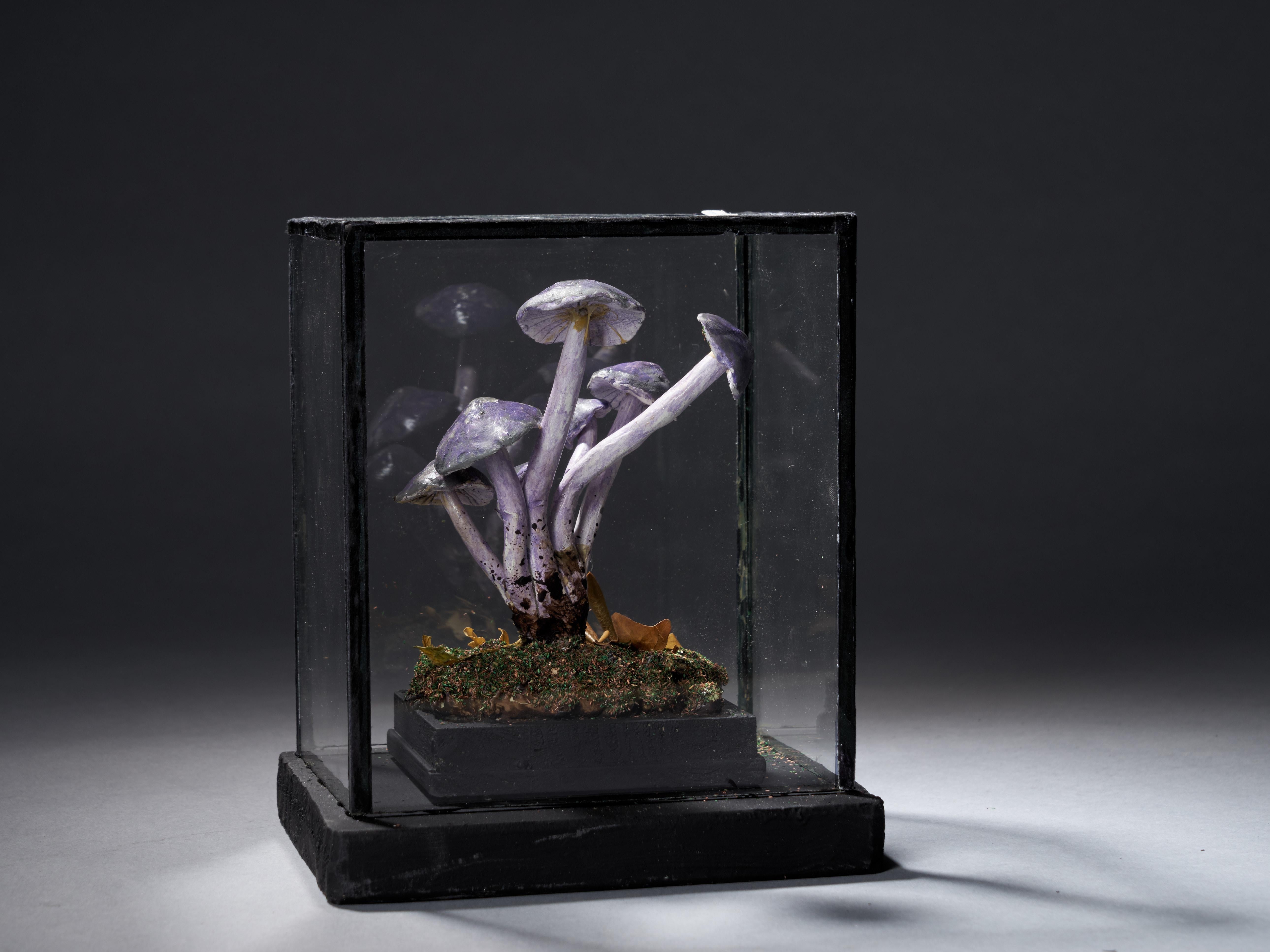 Set of Eight Antique Plaster Botanical Models of Mushrooms in Individual Showcas 5