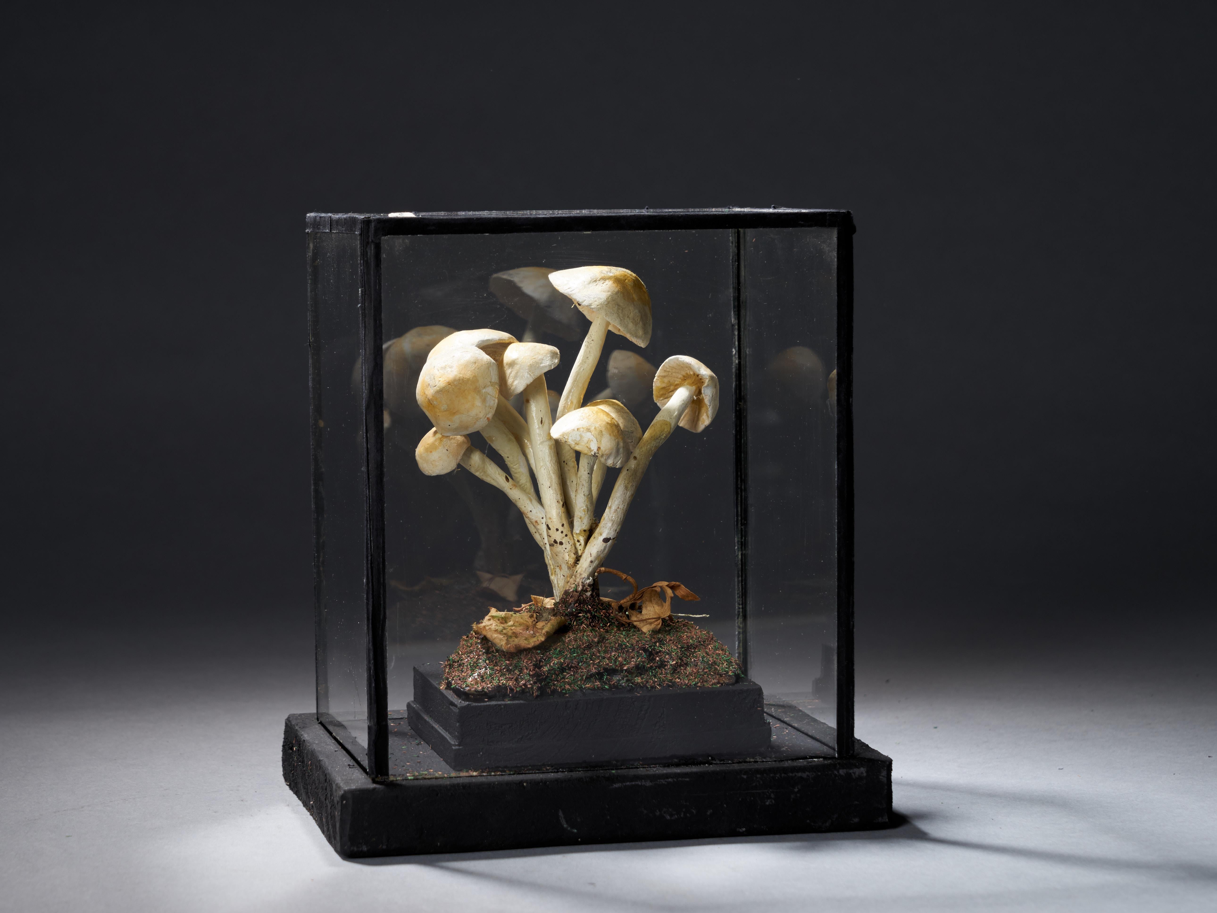 Set of Eight Antique Plaster Botanical Models of Mushrooms in Individual Showcas 6