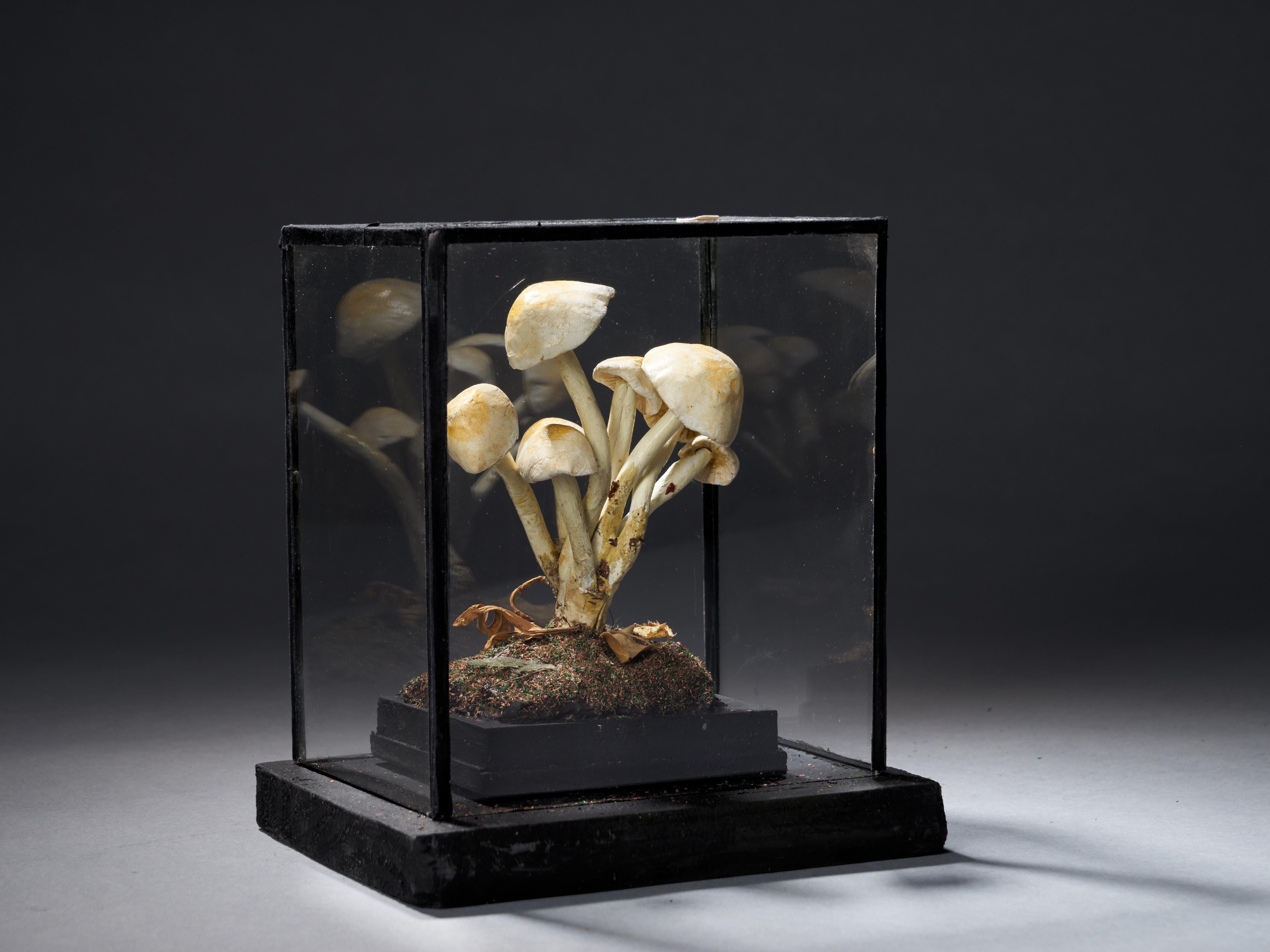 Set of Eight Antique Plaster Botanical Models of Mushrooms in Individual Showcas 7