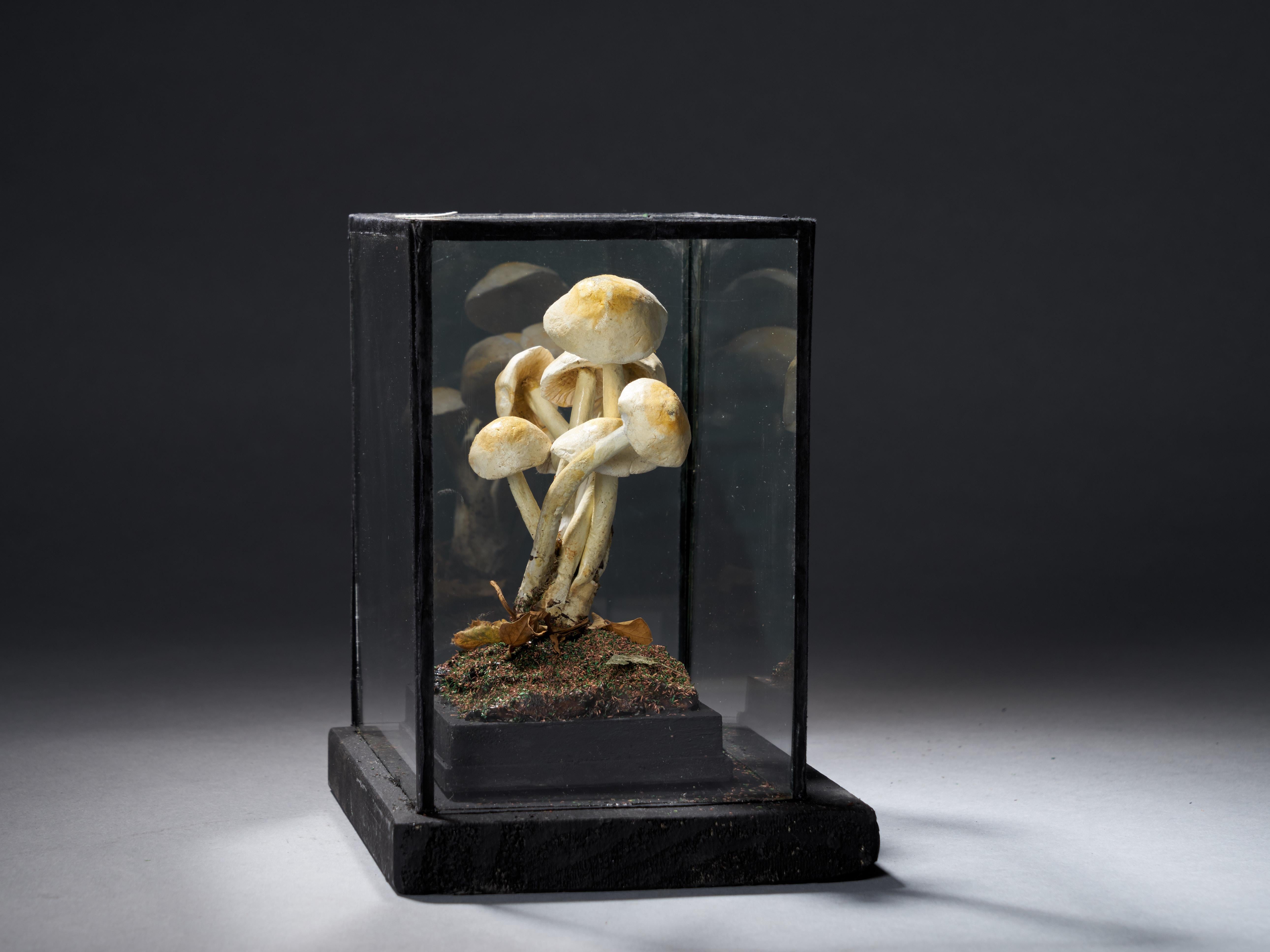 Set of Eight Antique Plaster Botanical Models of Mushrooms in Individual Showcas 8