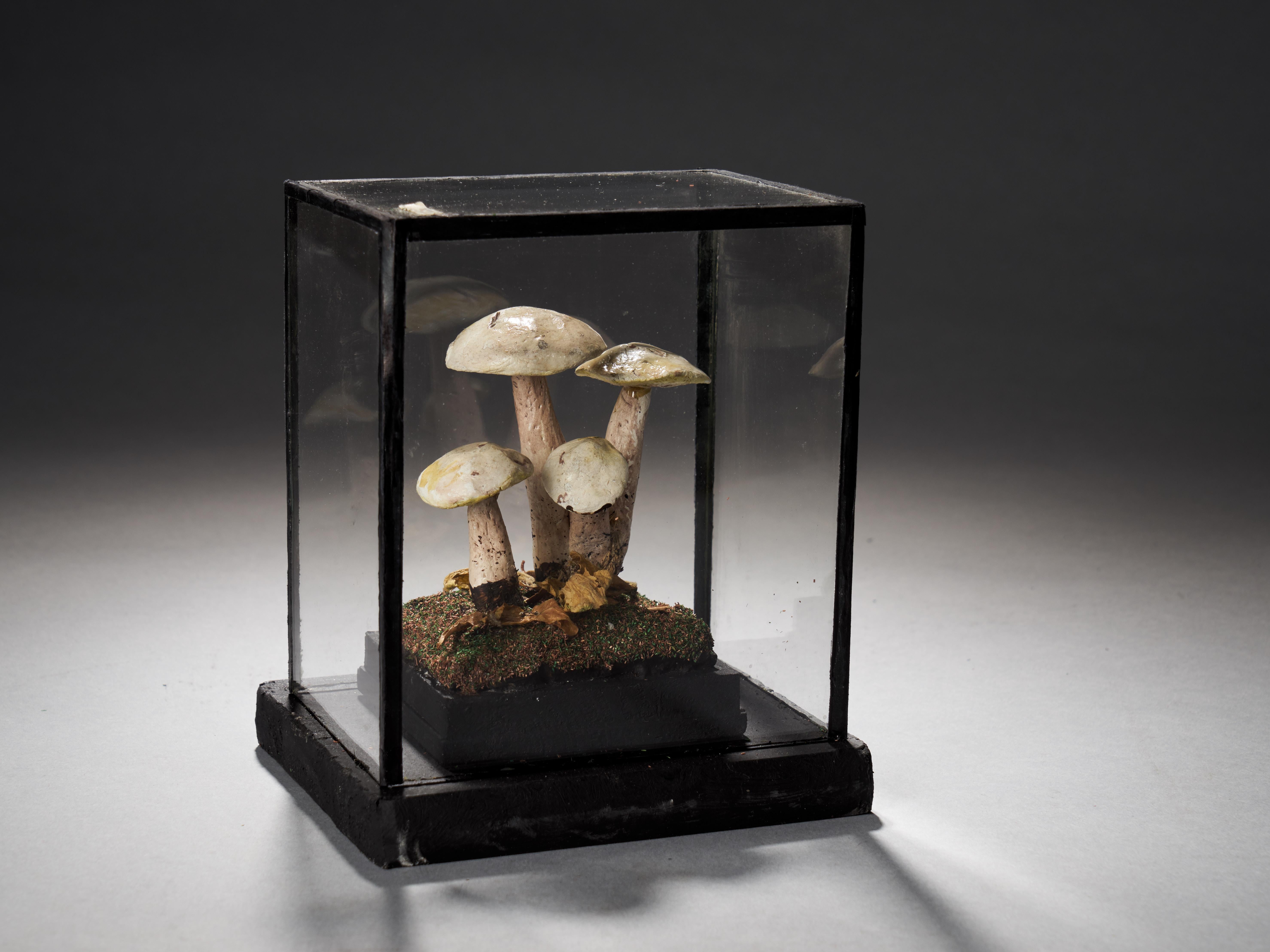 Set of Eight Antique Plaster Botanical Models of Mushrooms in Individual Showcas 9