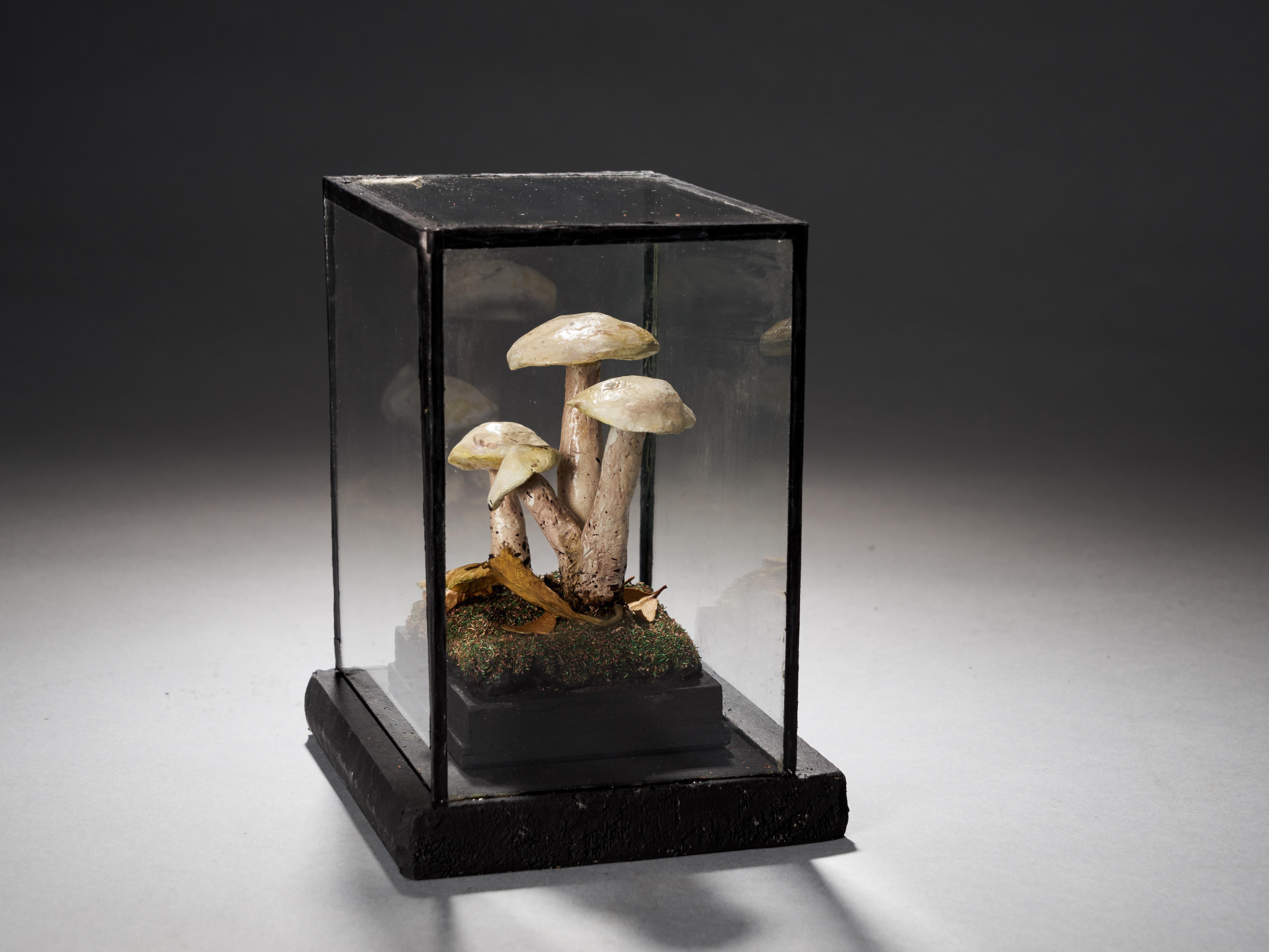 Set of Eight Antique Plaster Botanical Models of Mushrooms in Individual Showcas 10