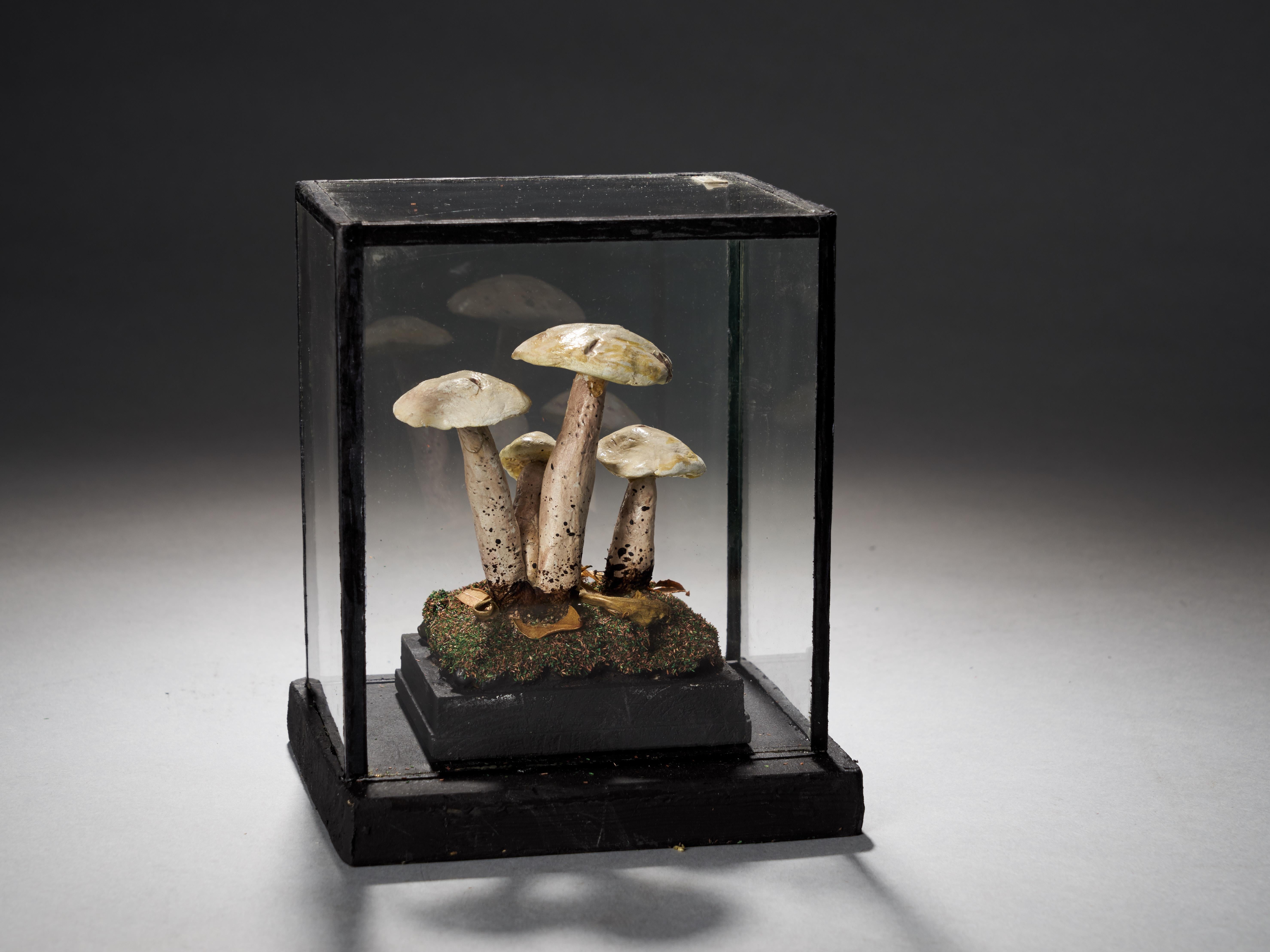 Set of Eight Antique Plaster Botanical Models of Mushrooms in Individual Showcas 11
