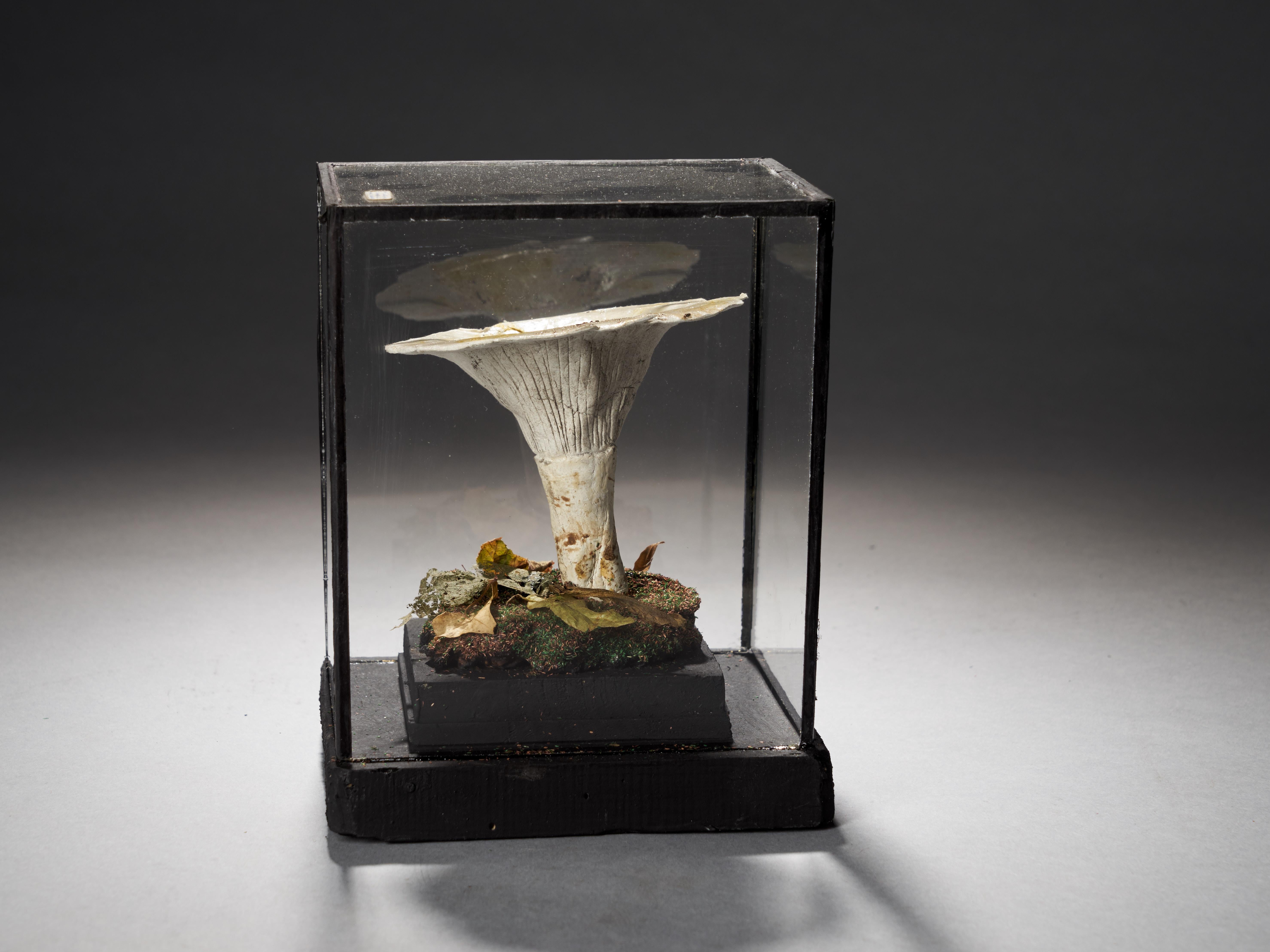 Set of Eight Antique Plaster Botanical Models of Mushrooms in Individual Showcas 12