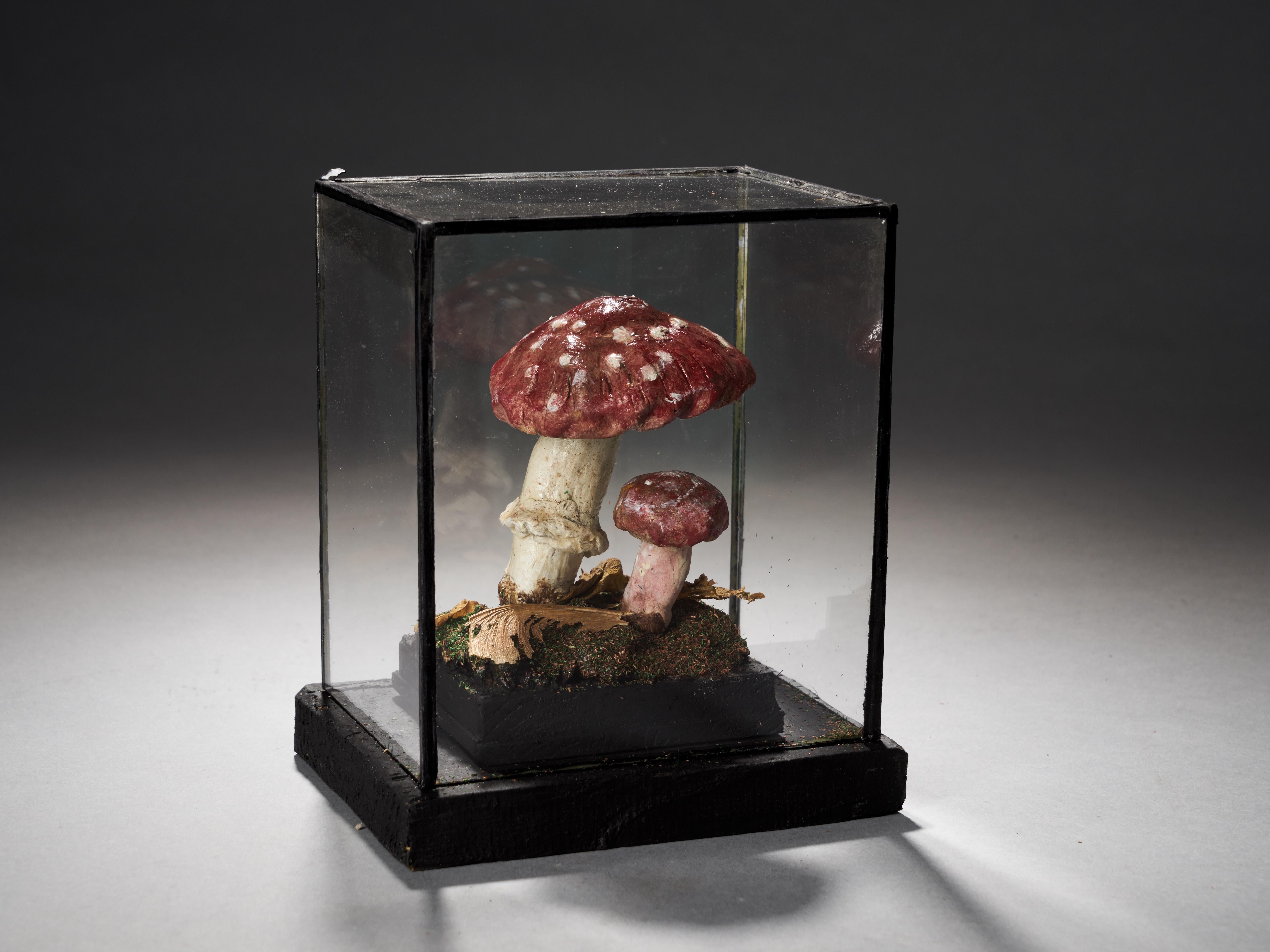 These models were carefully and very realistic designed after nature, in order to teach people the difference between poisonous and eatable Mushrooms.