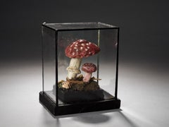 Set of Eight Antique Plaster Botanical Models of Mushrooms in Individual Showcas
