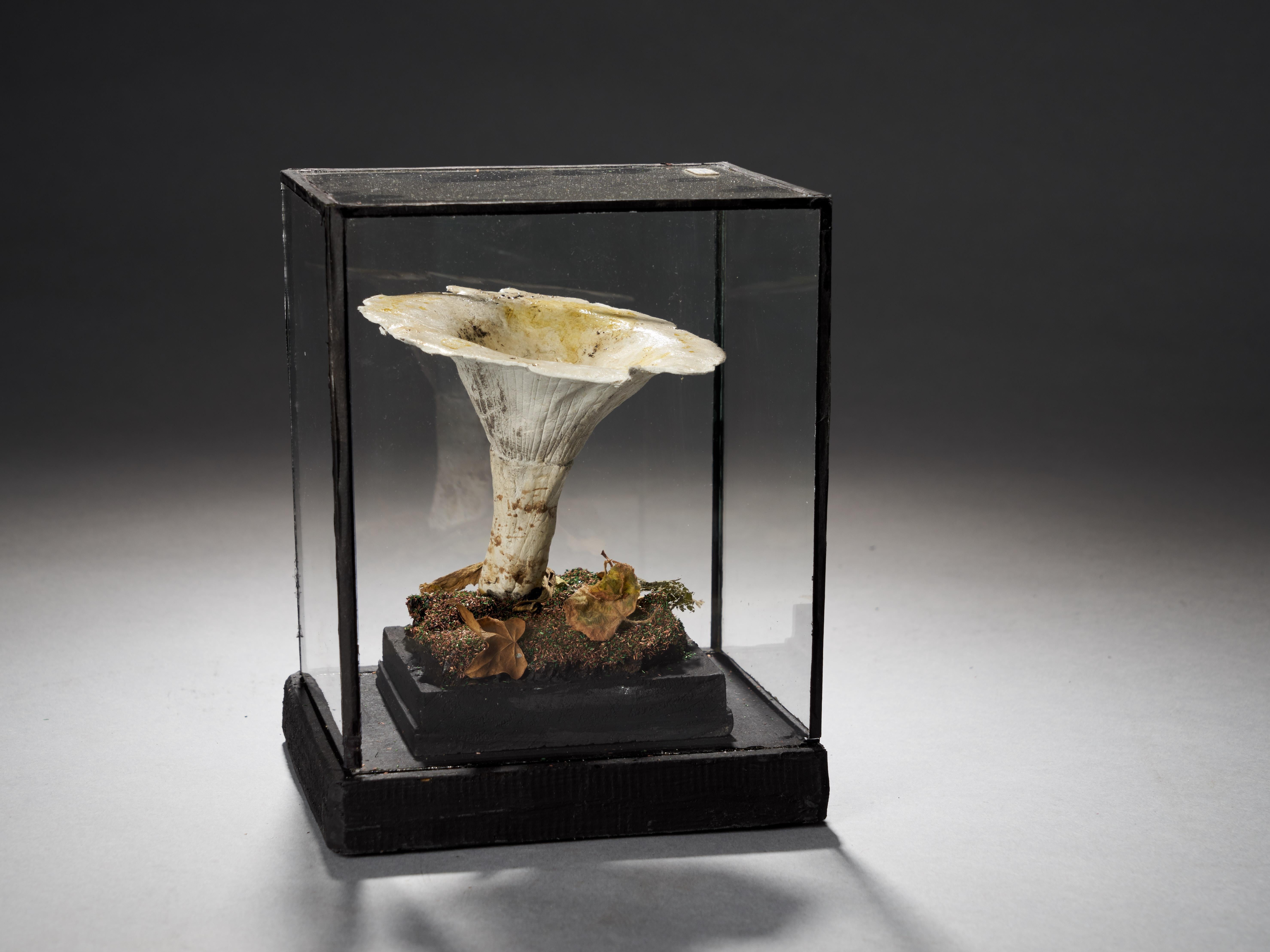 Set of Eight Antique Plaster Botanical Models of Mushrooms in Individual Showcas 14