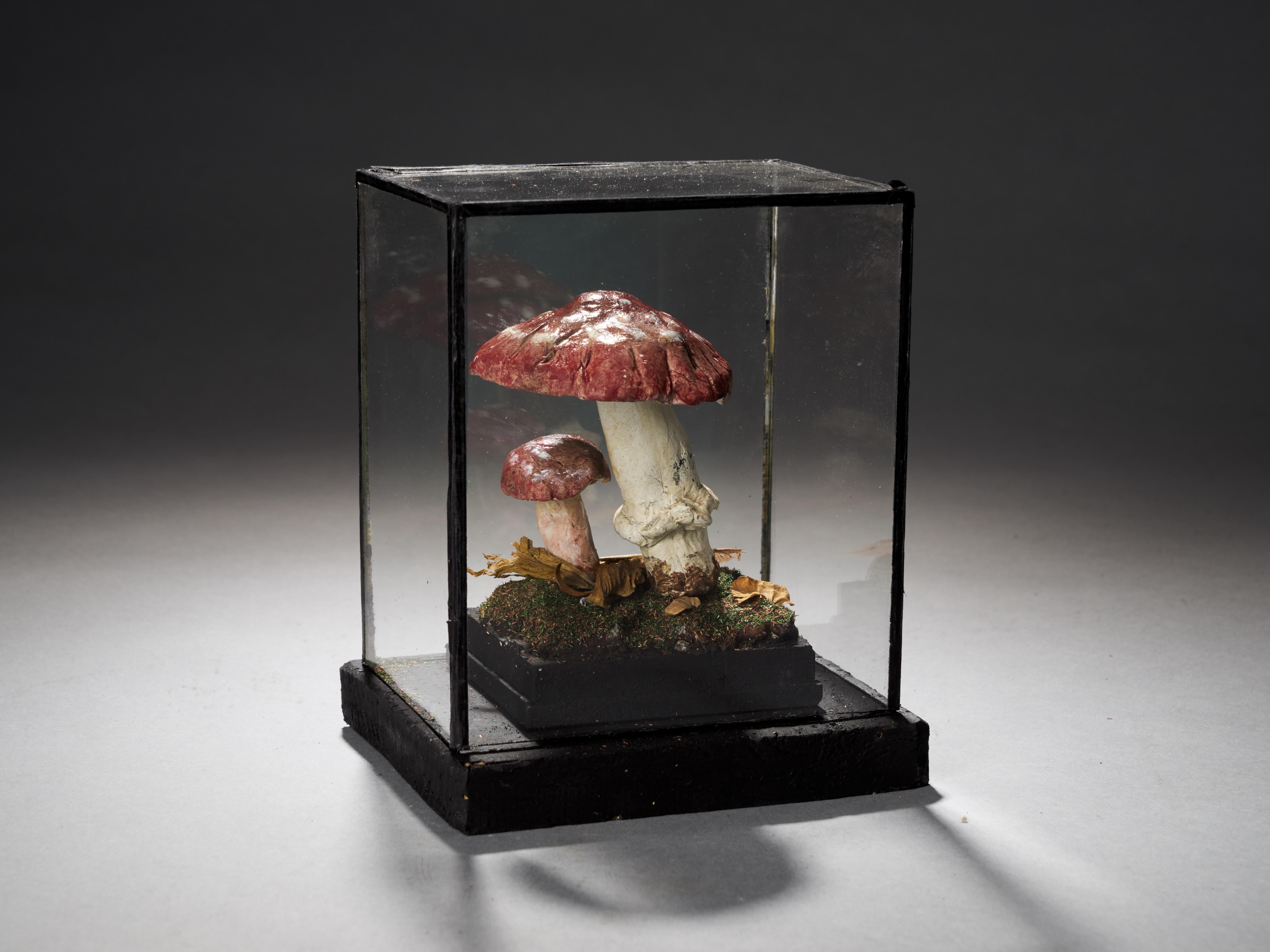Hand-Crafted Set of Eight Antique Plaster Botanical Models of Mushrooms in Individual Showcas