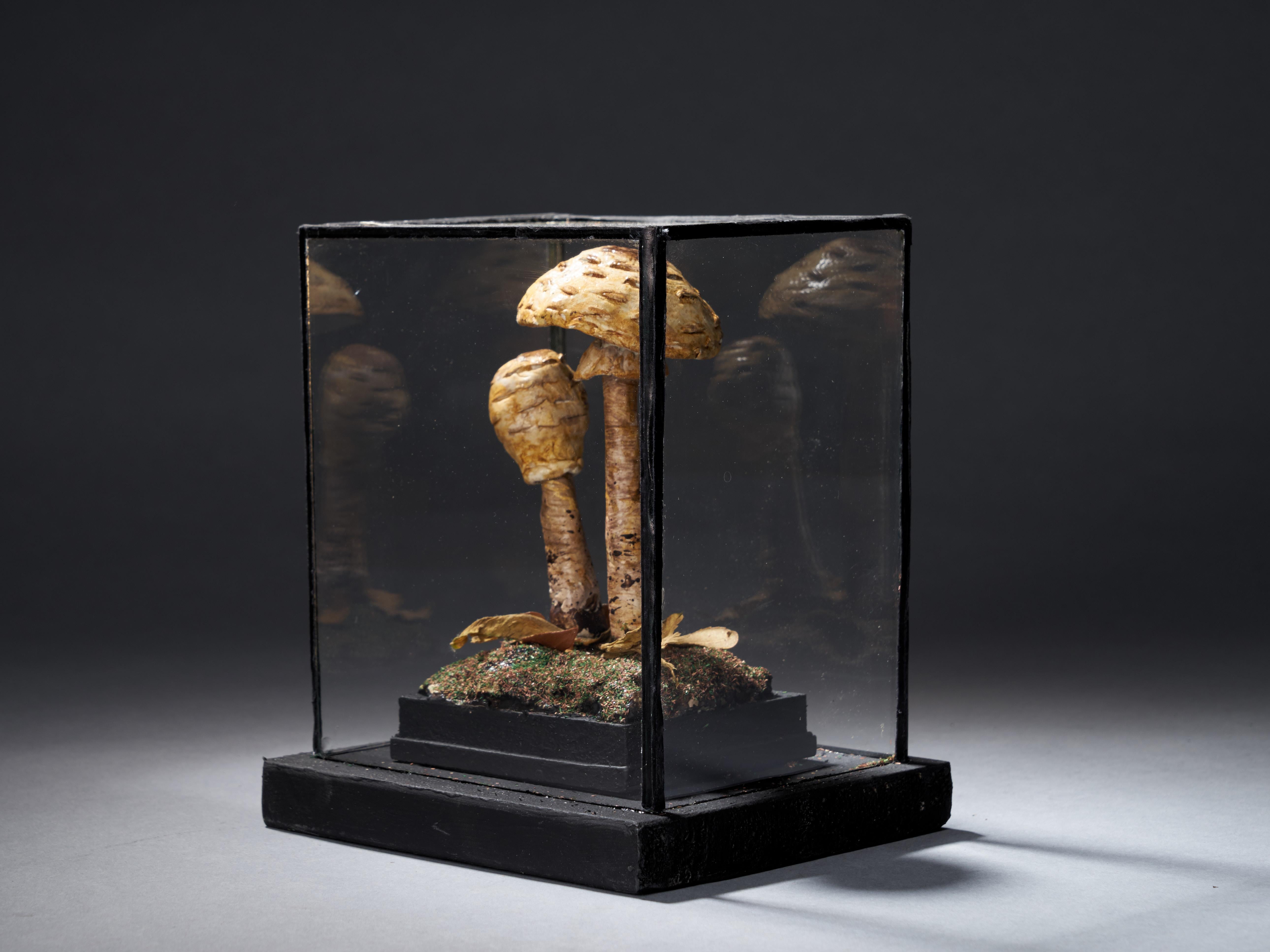 20th Century Set of Eight Antique Plaster Botanical Models of Mushrooms in Individual Showcas