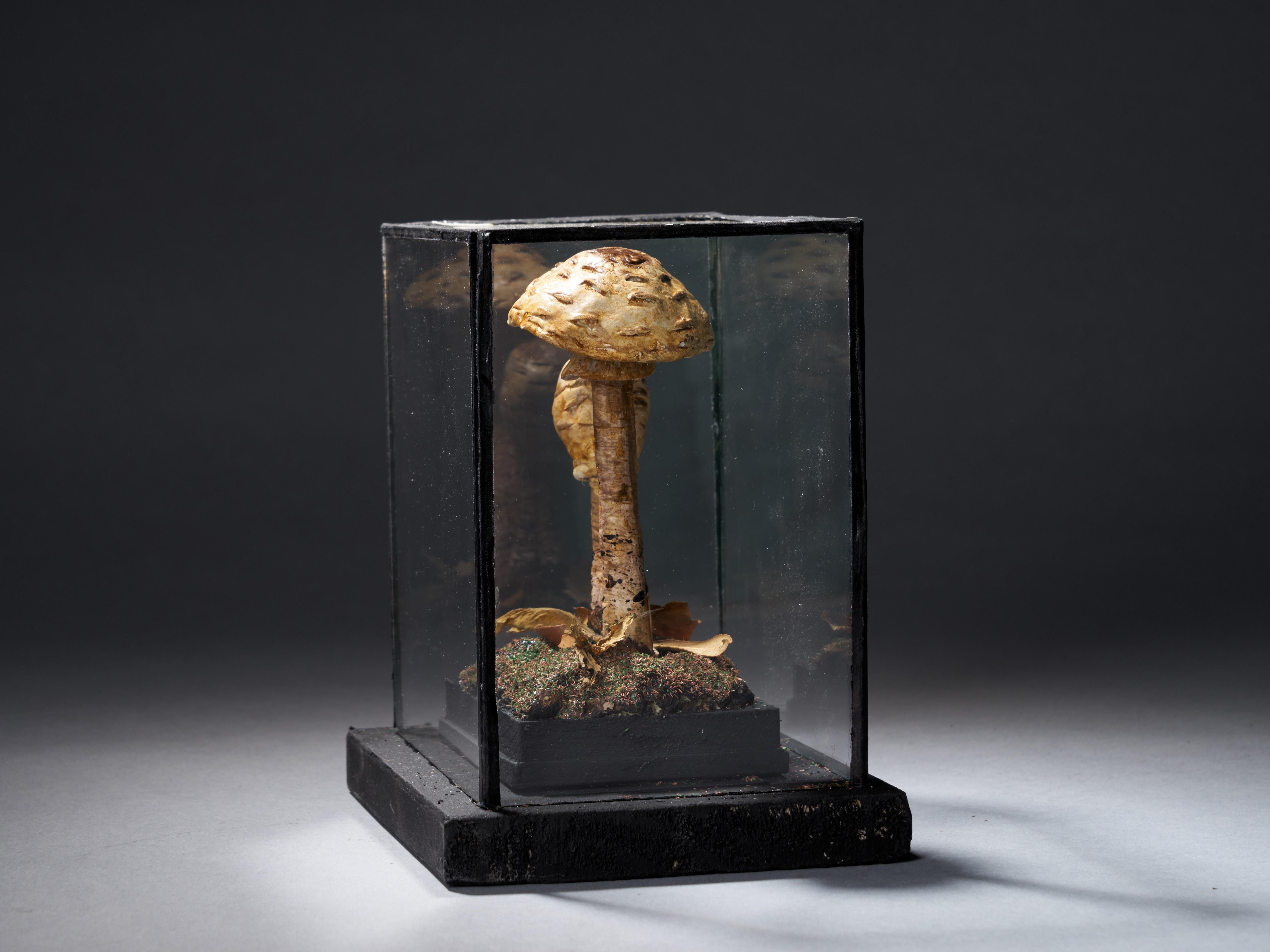 Set of Eight Antique Plaster Botanical Models of Mushrooms in Individual Showcas 1