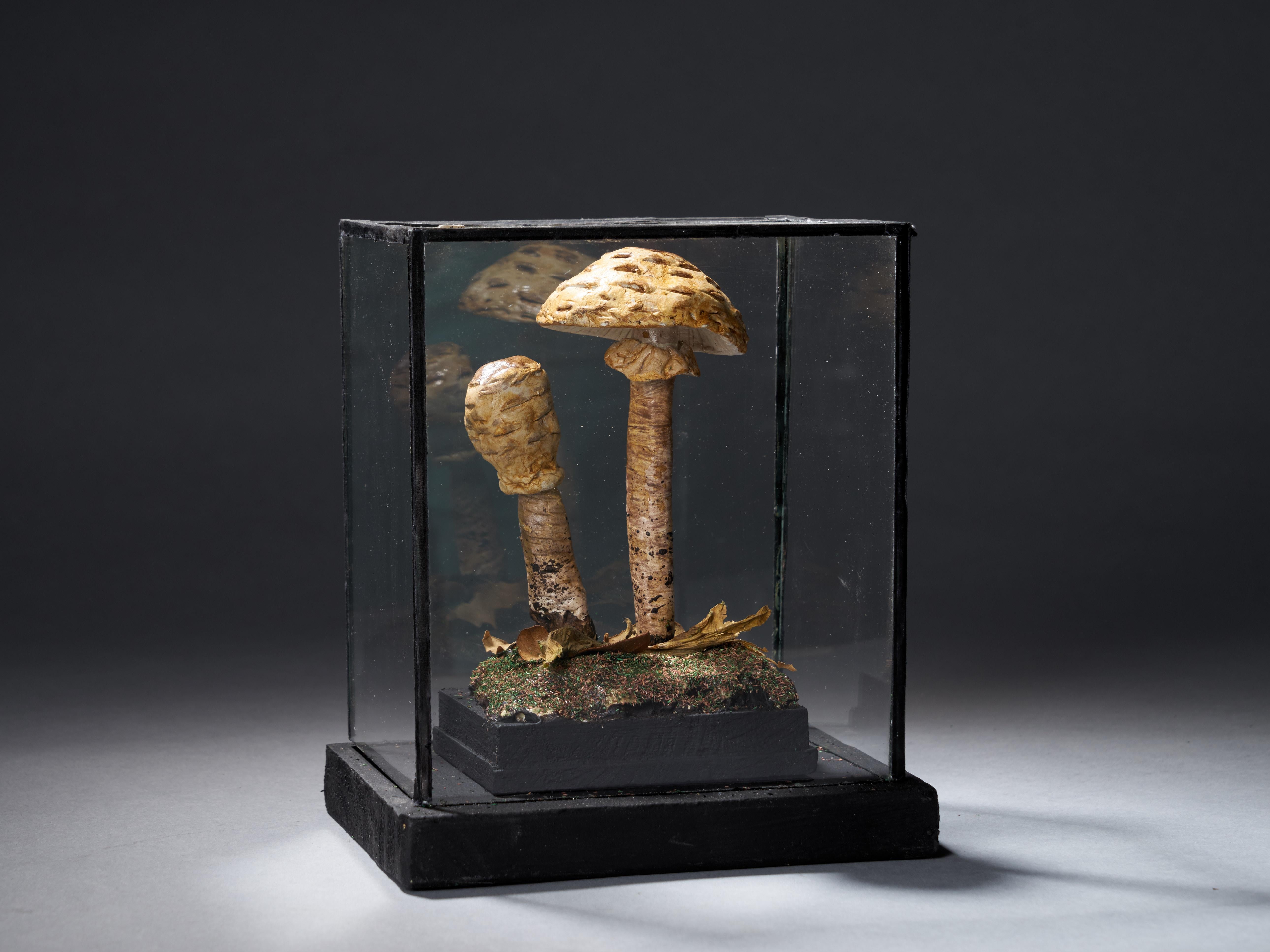 Set of Eight Antique Plaster Botanical Models of Mushrooms in Individual Showcas 2