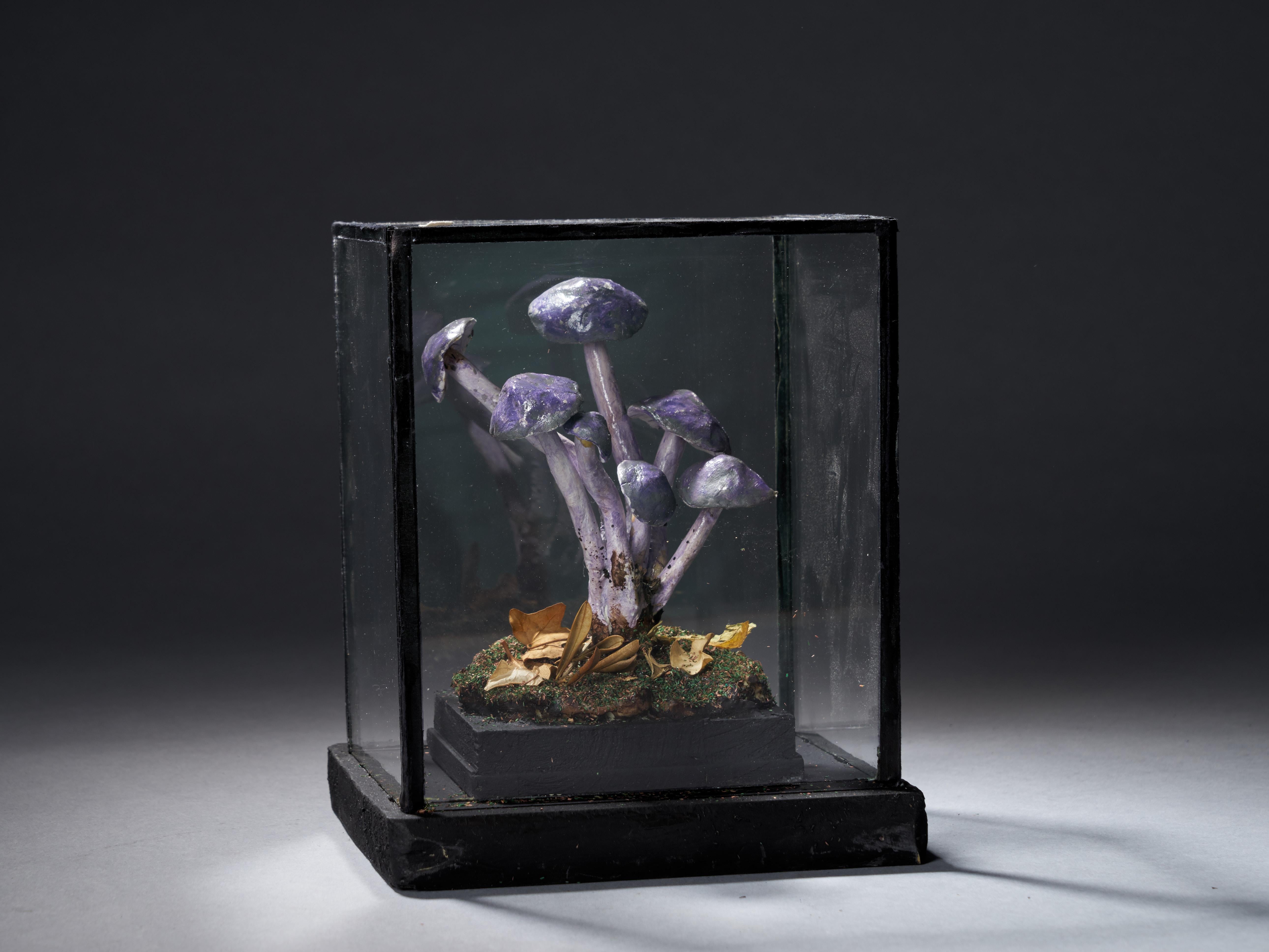 Set of Eight Antique Plaster Botanical Models of Mushrooms in Individual Showcas 3