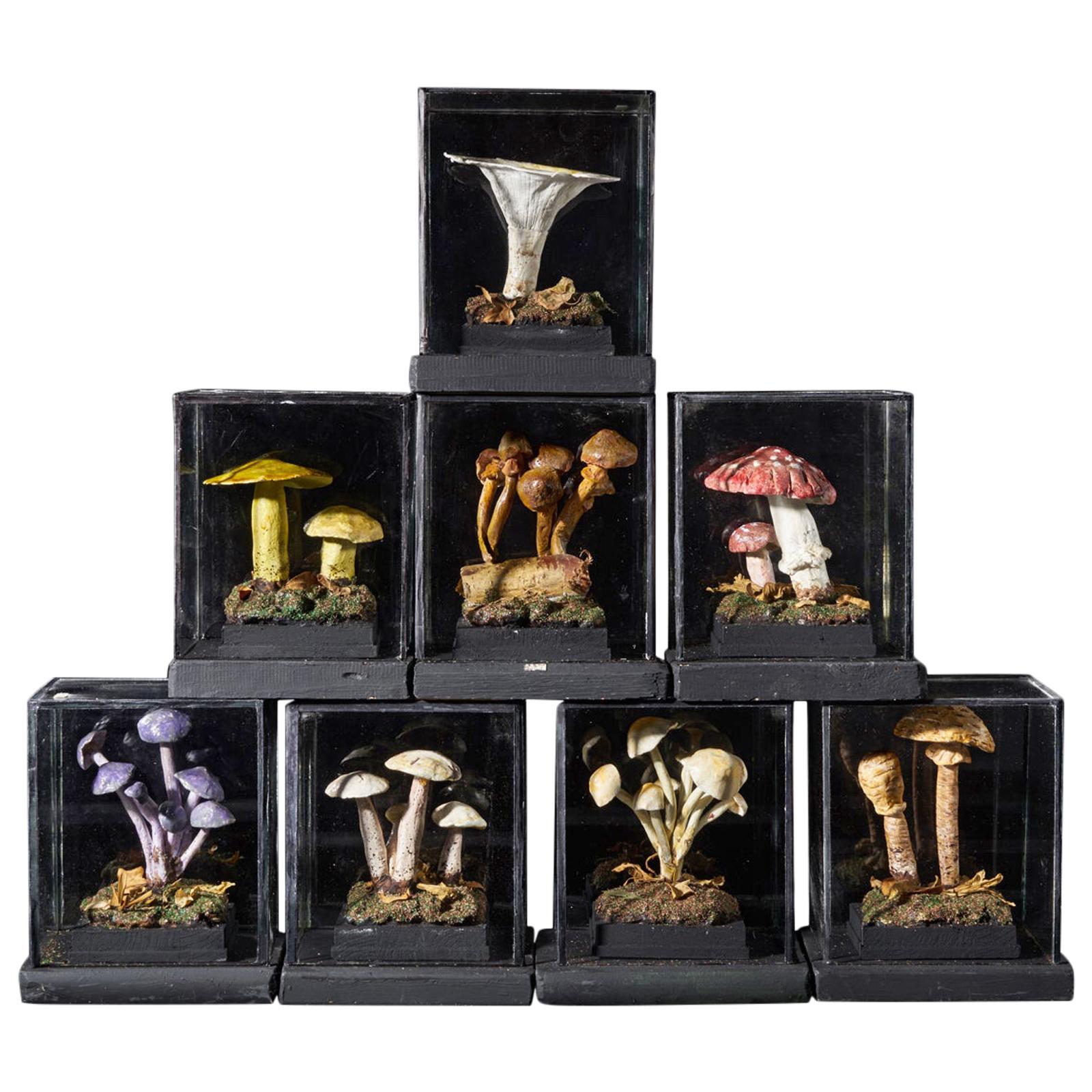 Set of Eight Antique Plaster Botanical Models of Mushrooms in Individual Showcas