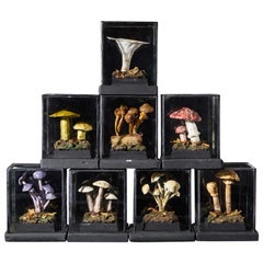 Ensemble de huit modèles botaniques anciens en plâtre de champignons dans des vitrines individuelles