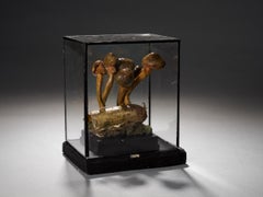 Set of Eight Antique Plaster Botanical Models of Mushrooms in Showcases