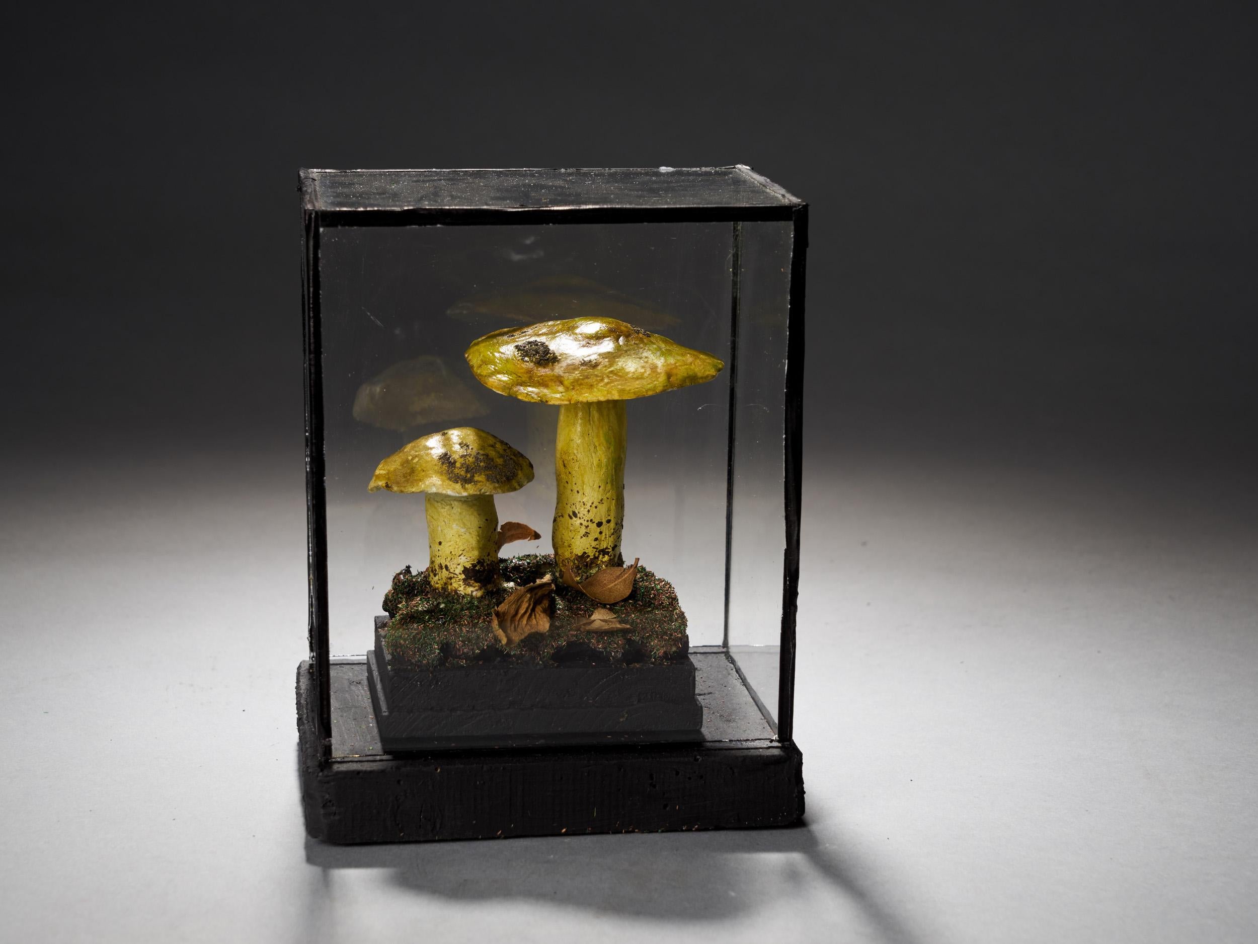 European Set of Eight Antique Plaster Botanical Models of Mushrooms in Showcases