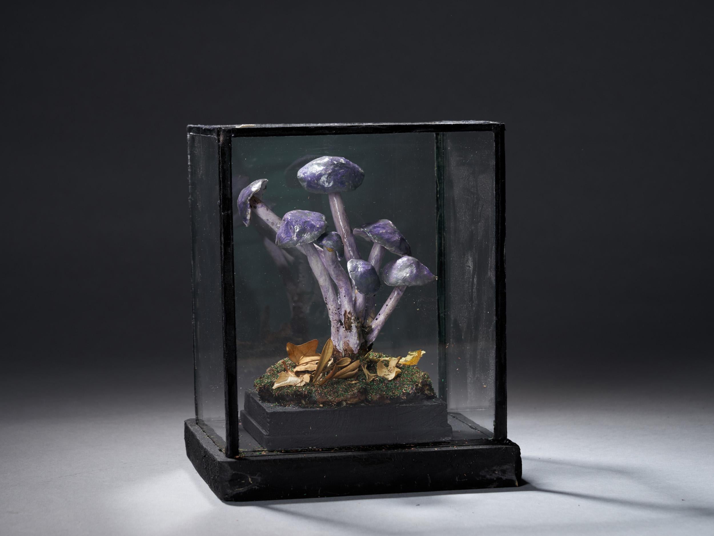 Organic Material Set of Eight Antique Plaster Botanical Models of Mushrooms in Showcases