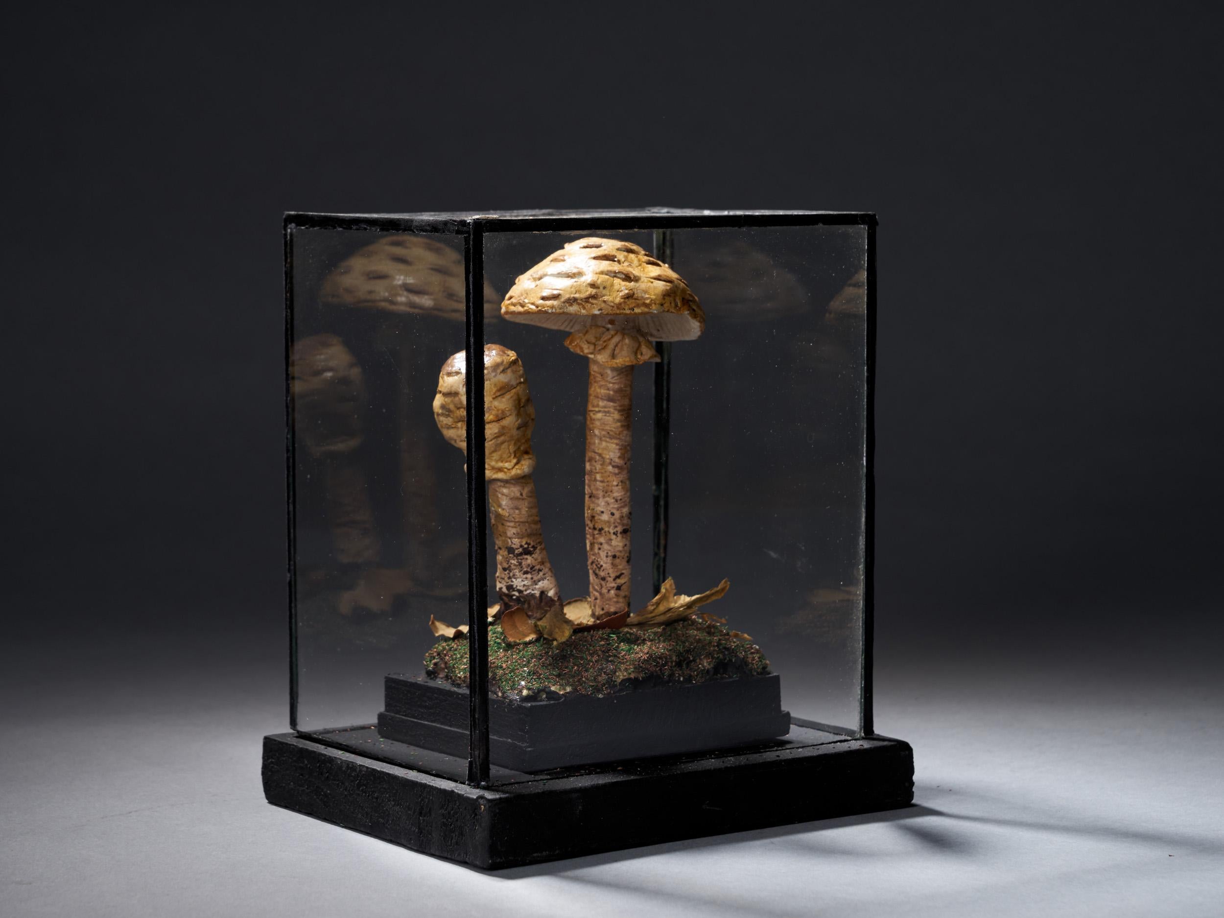 Set of Eight Antique Plaster Botanical Models of Mushrooms in Showcases 1