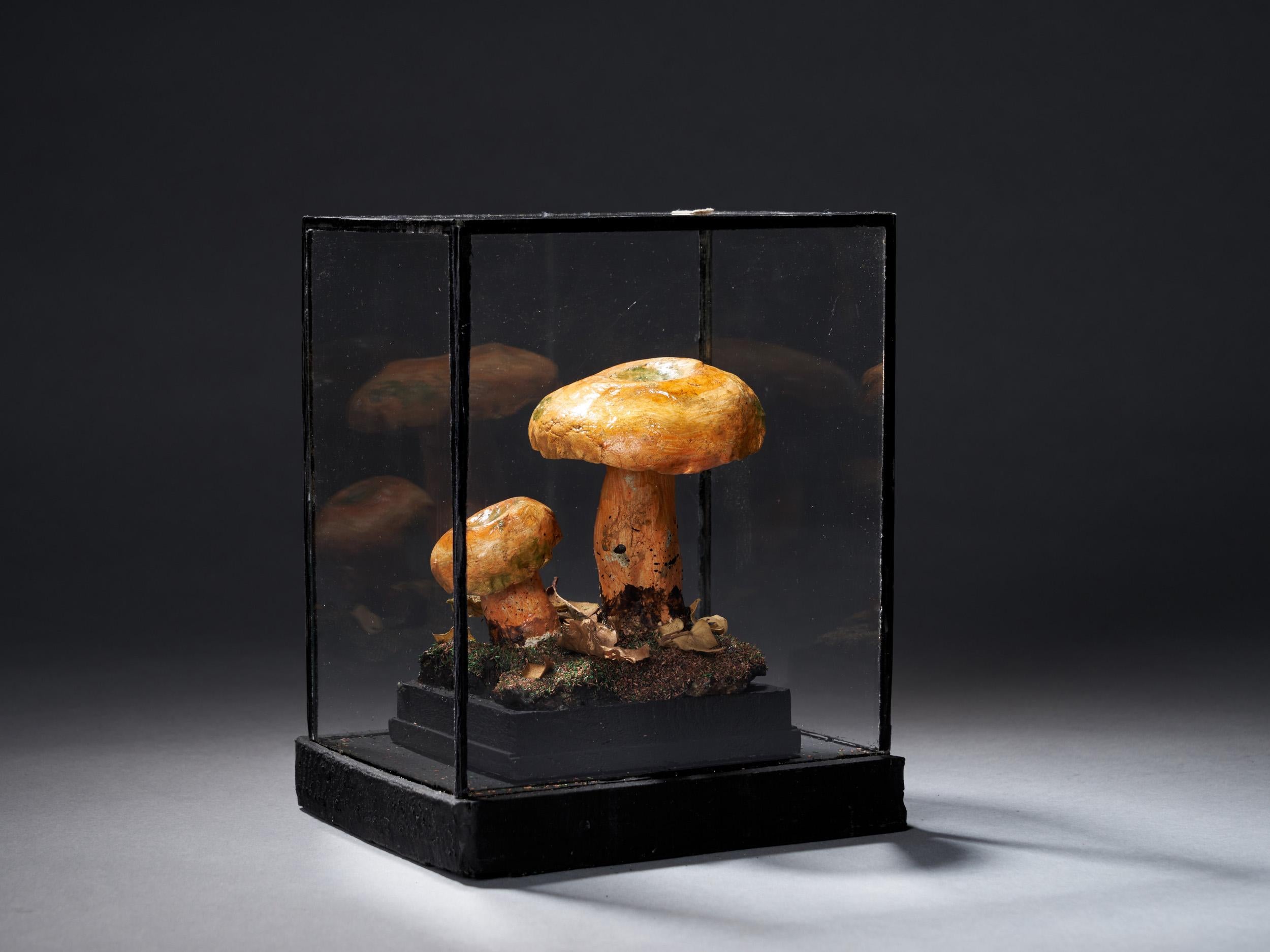 Set of Eight Antique Plaster Botanical Models of Mushrooms in Showcases 2