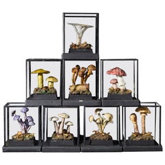 Ensemble de huit modèles botaniques anciens en plâtre de champignons dans des vitrines