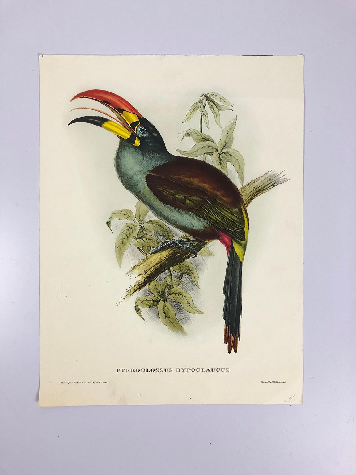 Stunning set of eight unframed color prints by John Gould.