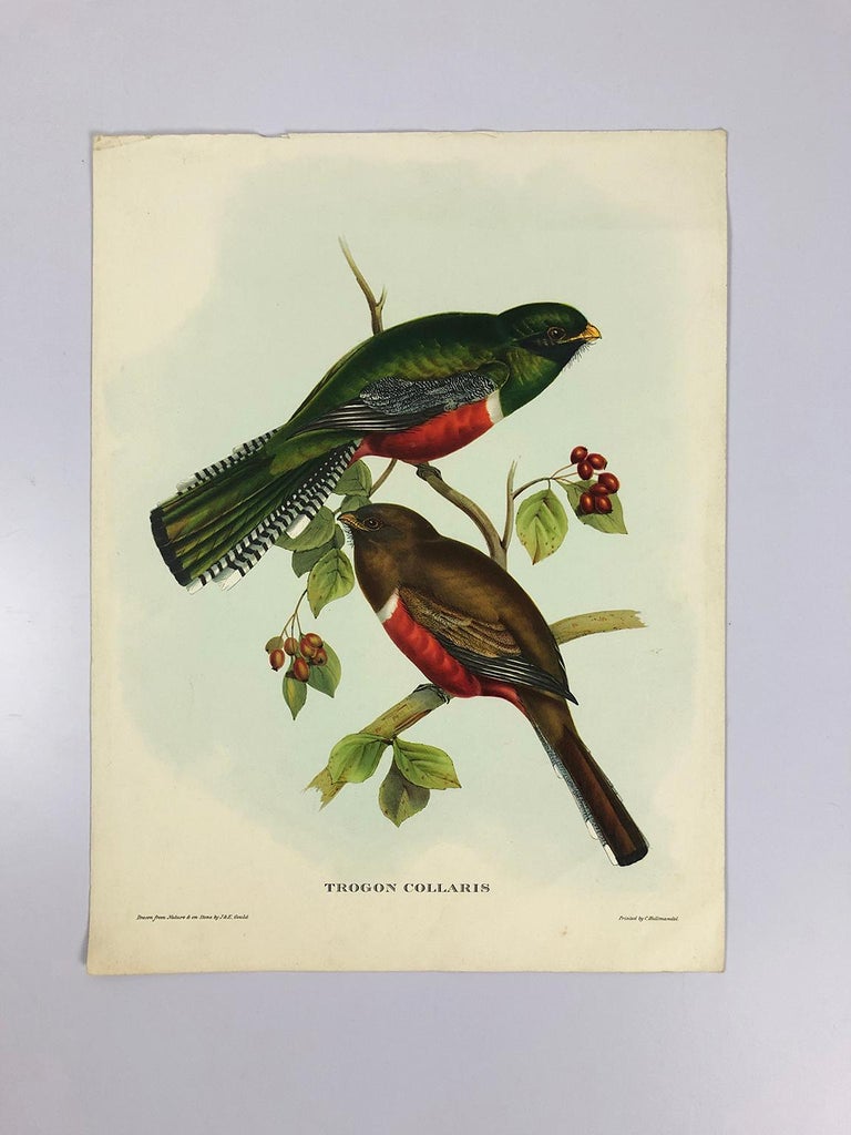 Victorian Set of Eight Bird Pictures Prints by John Gould For Sale