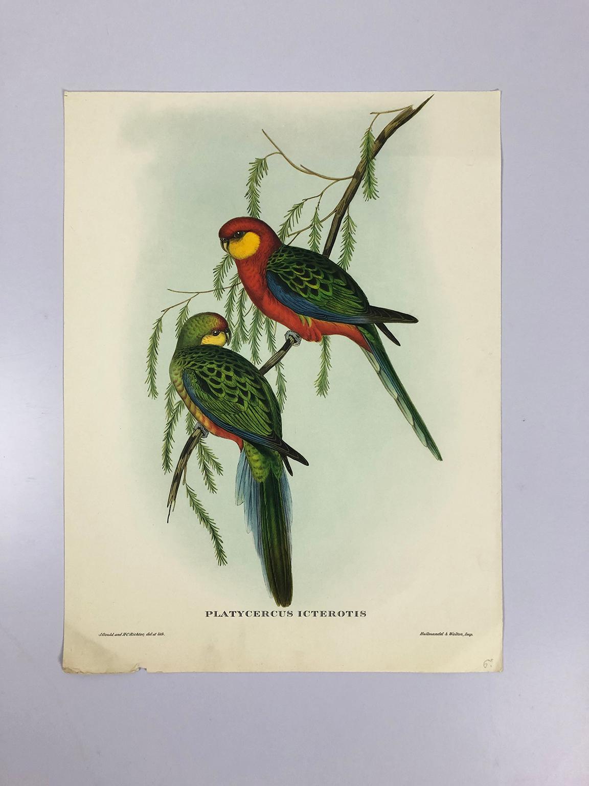 Victorian Set of Eight Bird Pictures Prints by John Gould