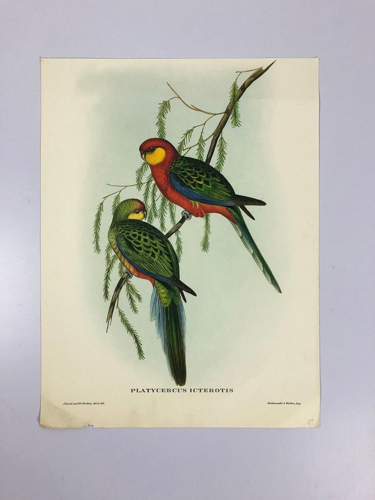 Unknown Set of Eight Bird Pictures Prints by John Gould For Sale