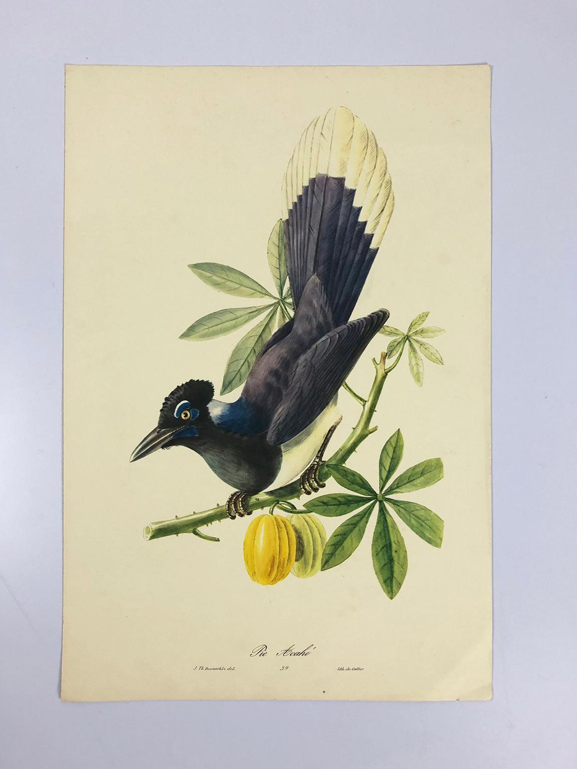 Unknown Set of Eight Bird Pictures Prints by John Gould