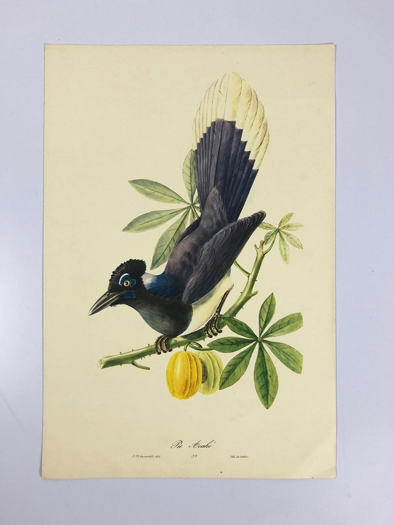 Set of Eight Bird Pictures Prints by John Gould In Good Condition For Sale In Mexico City, CDMX
