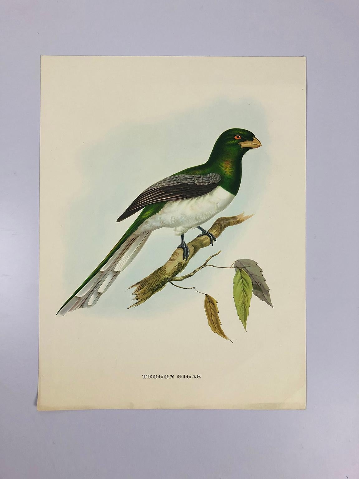 Set of Eight Bird Pictures Prints by John Gould In Good Condition In Mexico City, CDMX
