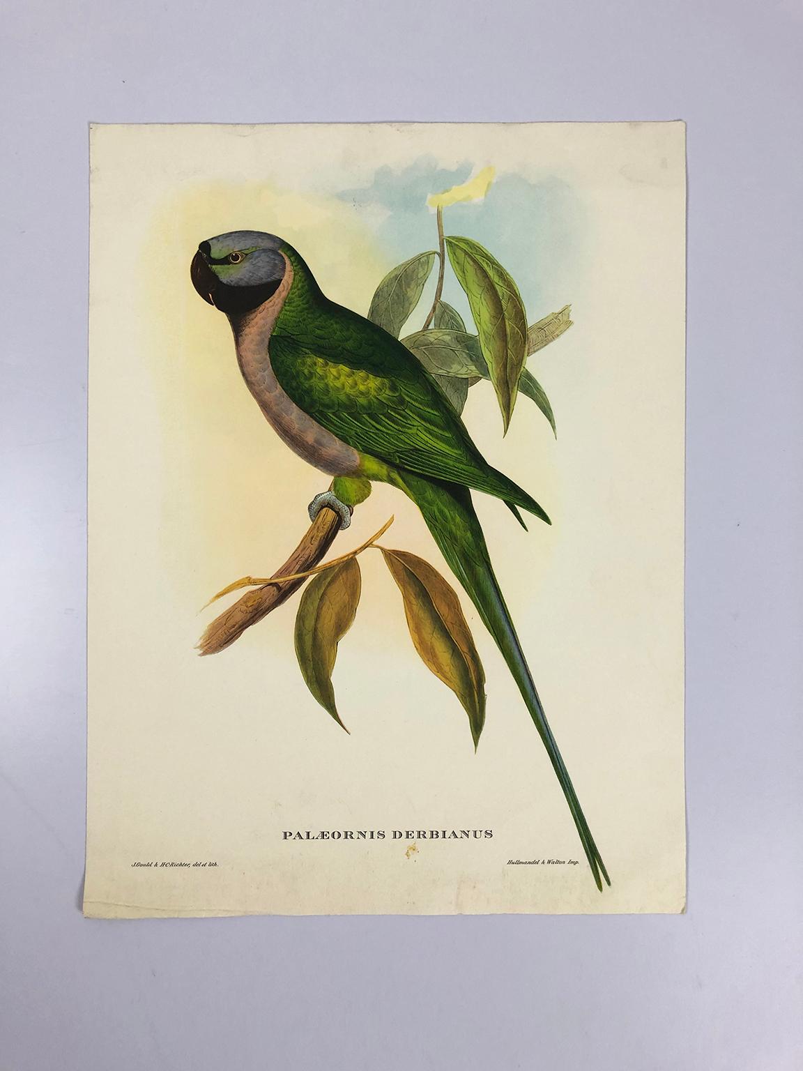 20th Century Set of Eight Bird Pictures Prints by John Gould