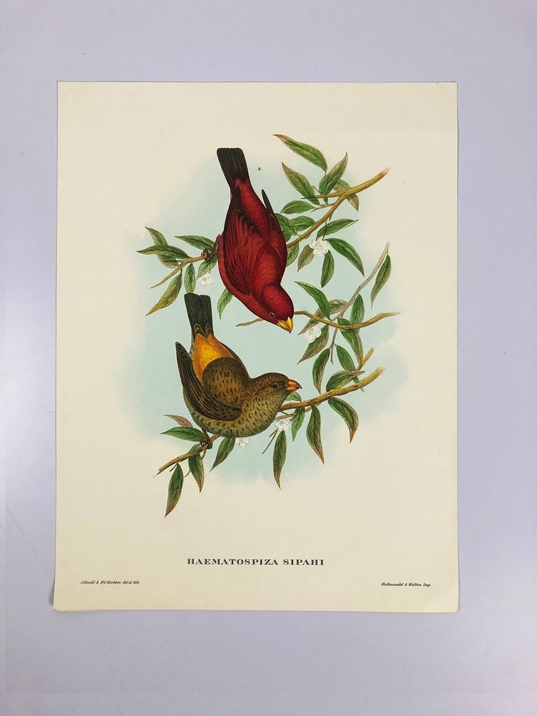 Set of Eight Bird Pictures Prints by John Gould For Sale 1