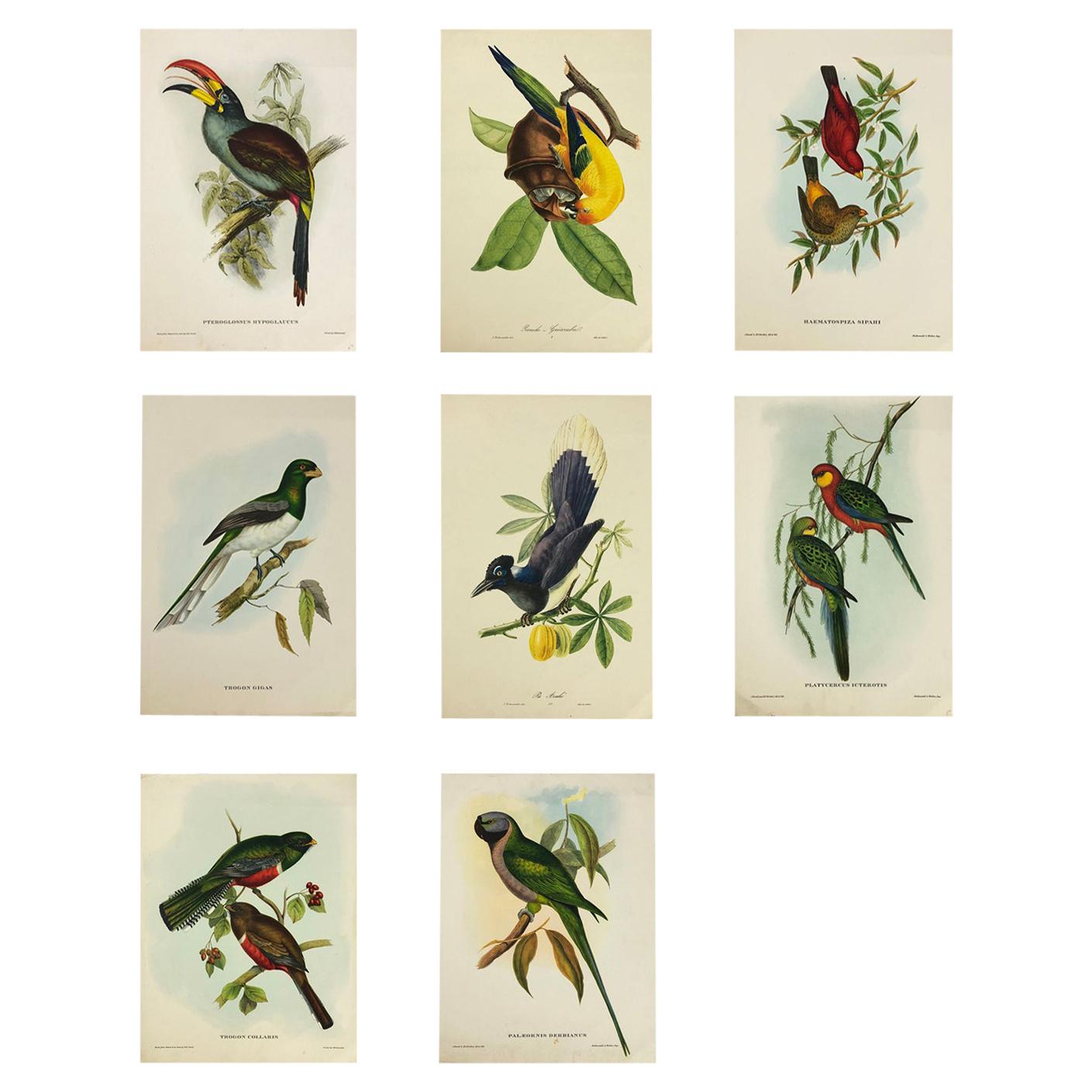 Set of Eight Bird Pictures Prints by John Gould