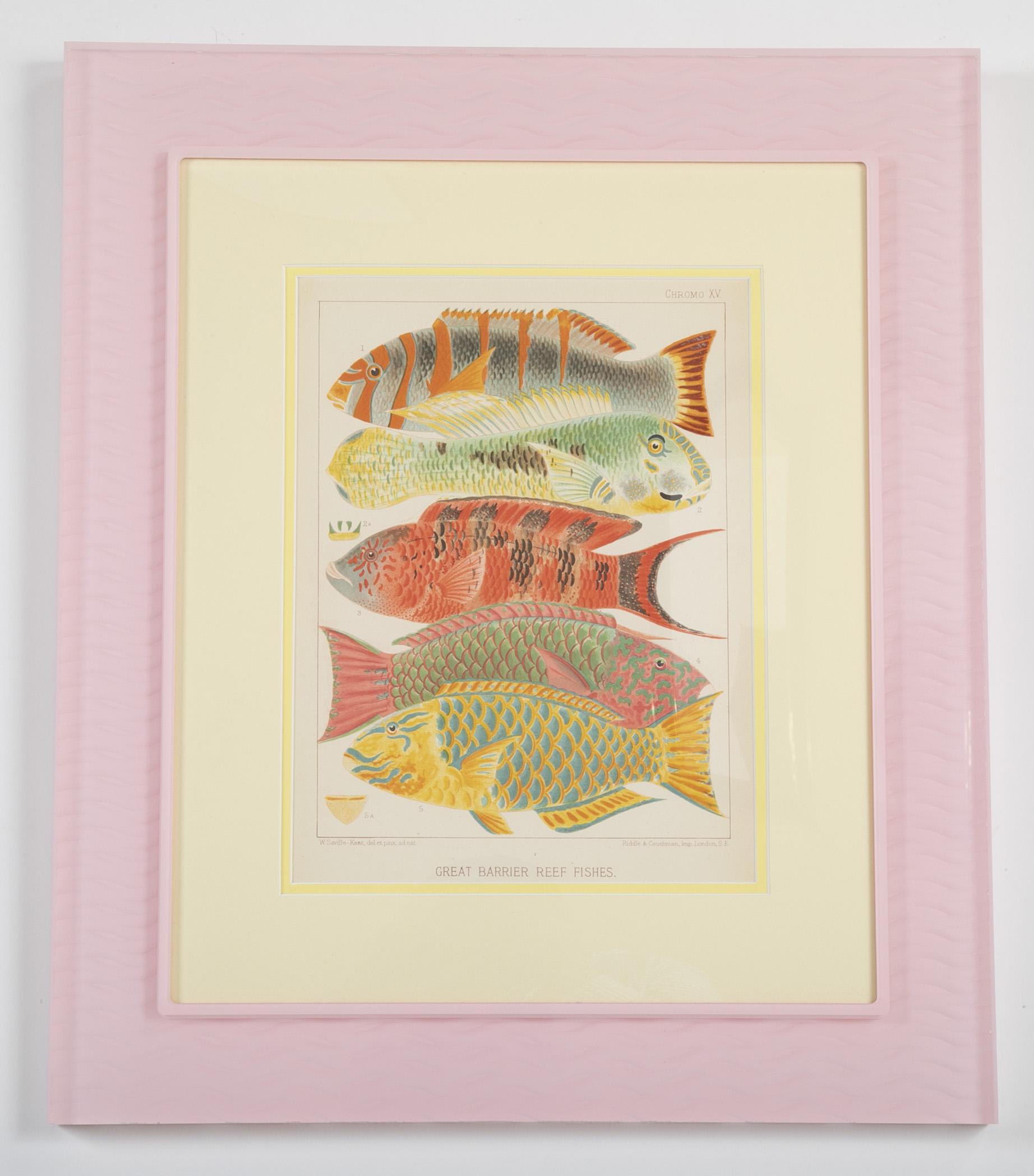 Conjunto de seis cromo-litografías de la Gran Barrera de Coral de Australia en venta 3
