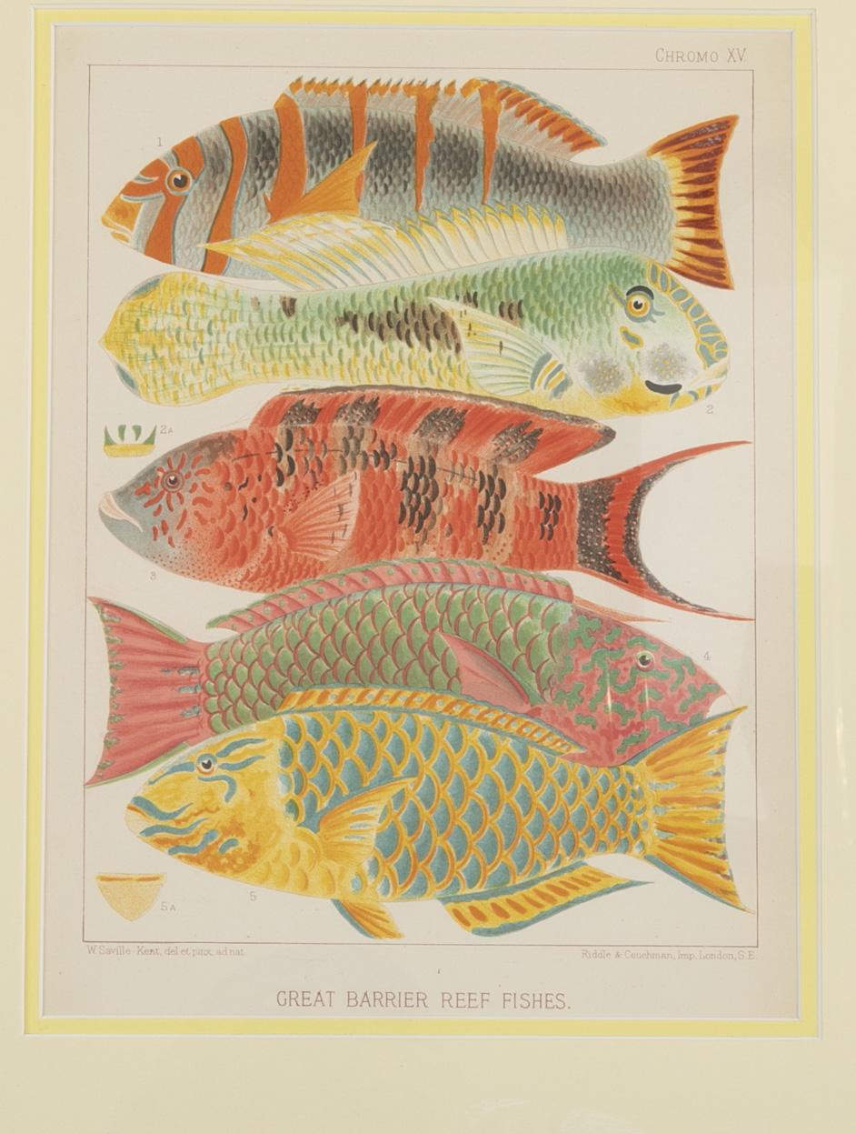 Set of Six Chromo-Lithographs of Australia's Great Barrier Reef For Sale 4