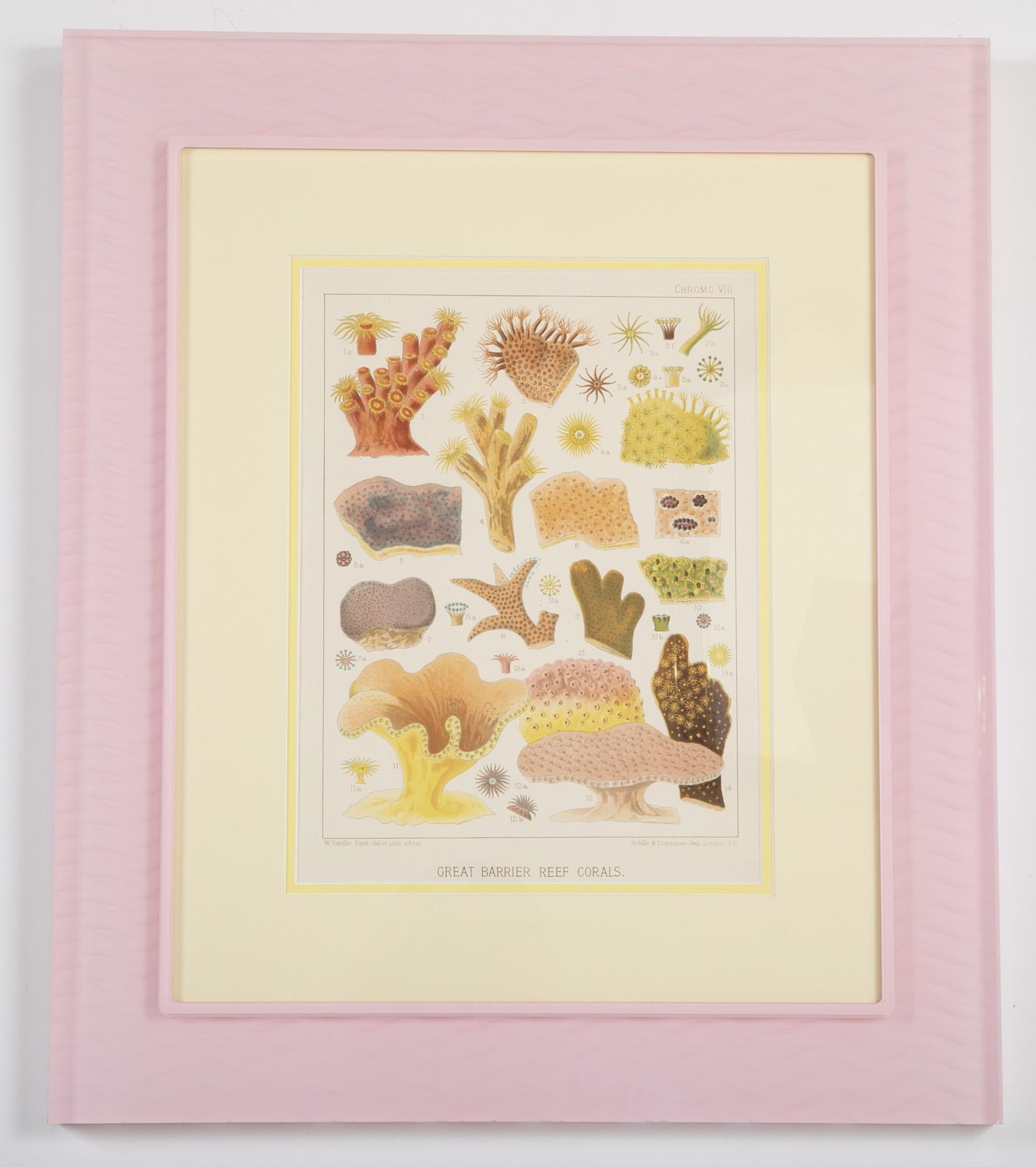 Conjunto de seis cromo-litografías de la Gran Barrera de Coral de Australia en venta 5