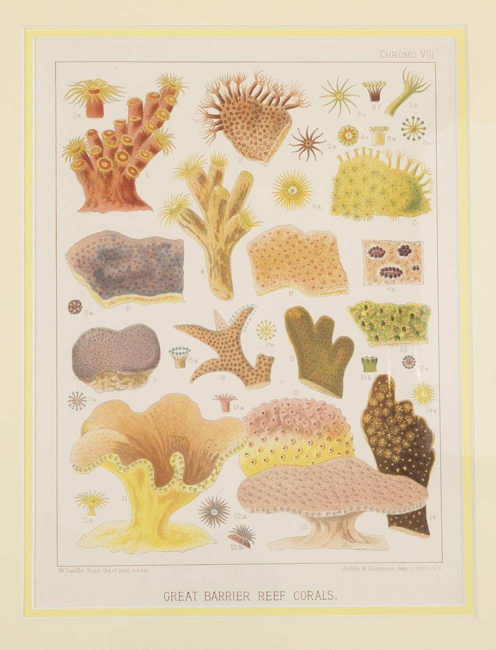 Set of Six Chromo-Lithographs of Australia's Great Barrier Reef For Sale 6