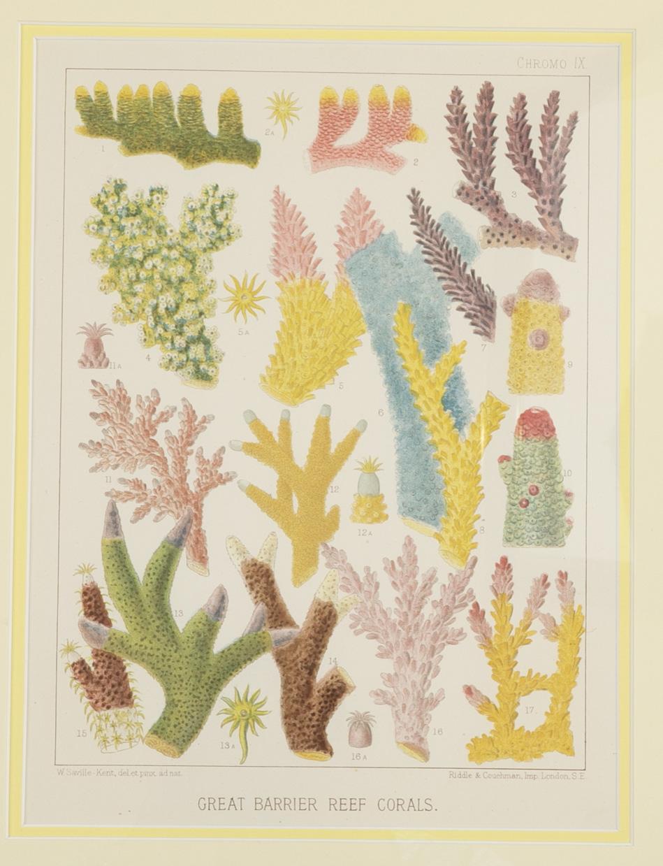 A set of six Chromo-Lithographs of Australia's Great Barrier Reef
by W. Saville - Kent; newly framed with archival materials in colorful Lucite frames.
Set of Eight in green Lucite frames available for $ 10,800.
Both sets available for purchase