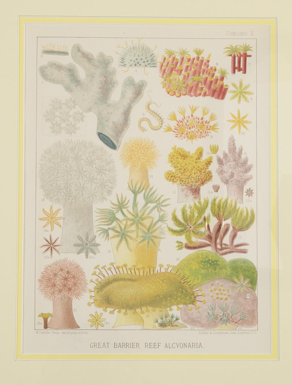 Set of Six Chromo-Lithographs of Australia's Great Barrier Reef In Good Condition For Sale In Stamford, CT
