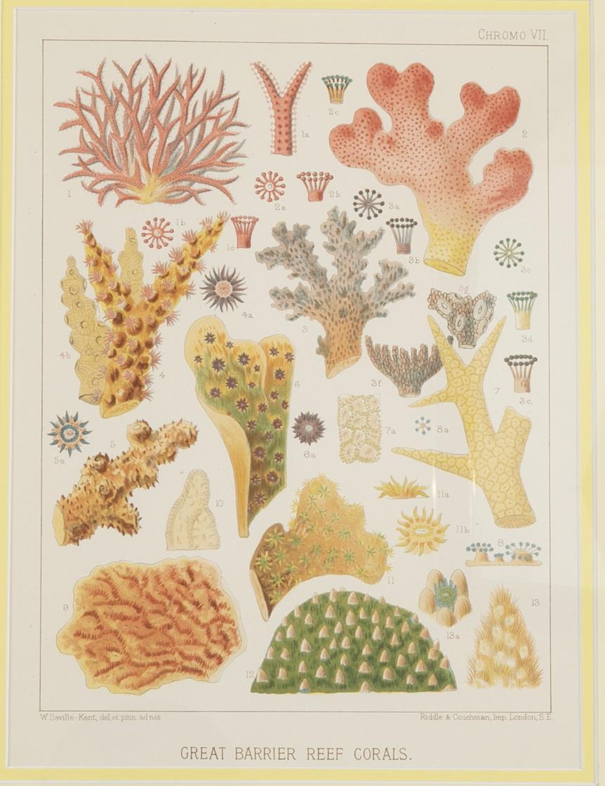 Conjunto de seis cromo-litografías de la Gran Barrera de Coral de Australia Lucite en venta
