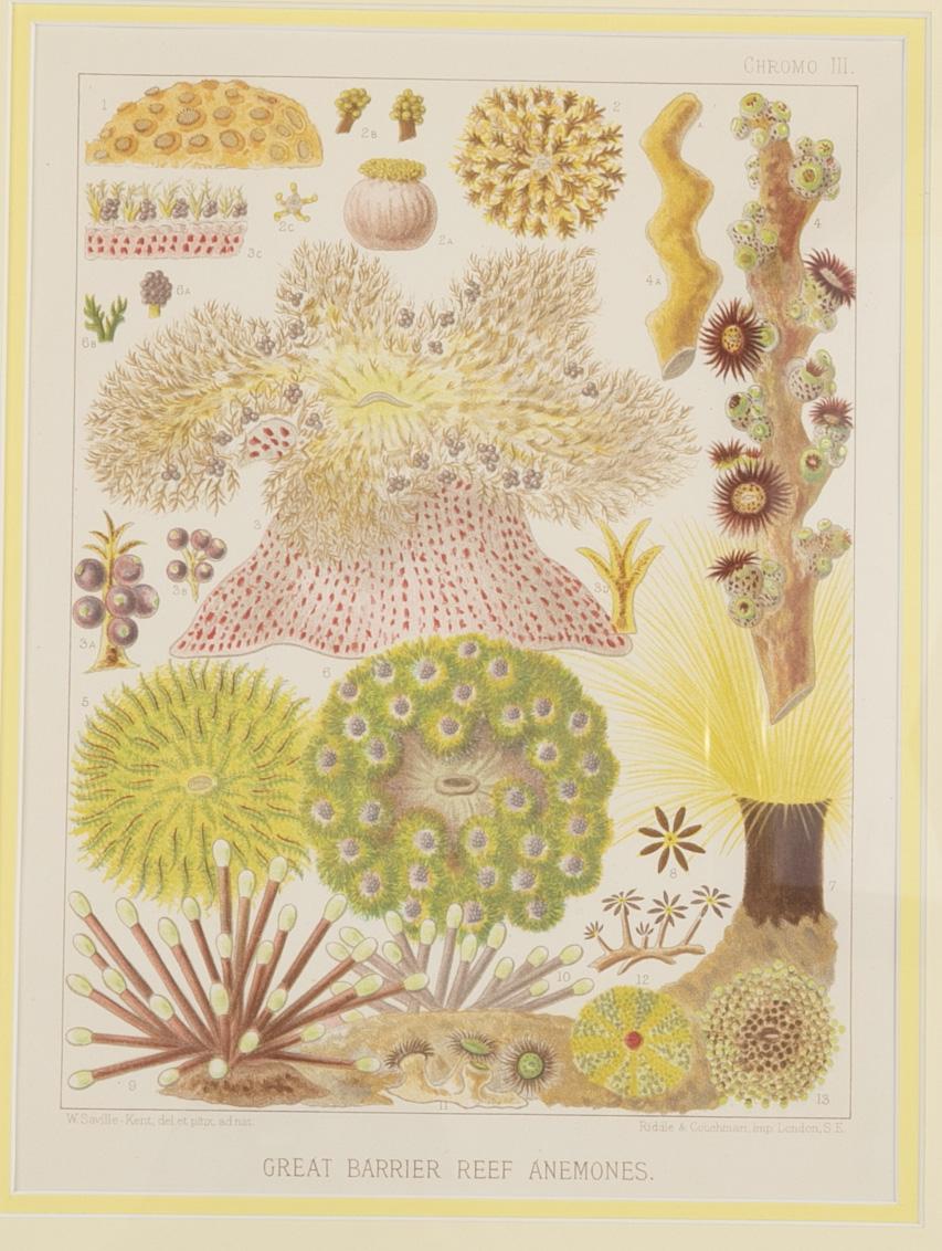 Set of Six Chromo-Lithographs of Australia's Great Barrier Reef For Sale 2