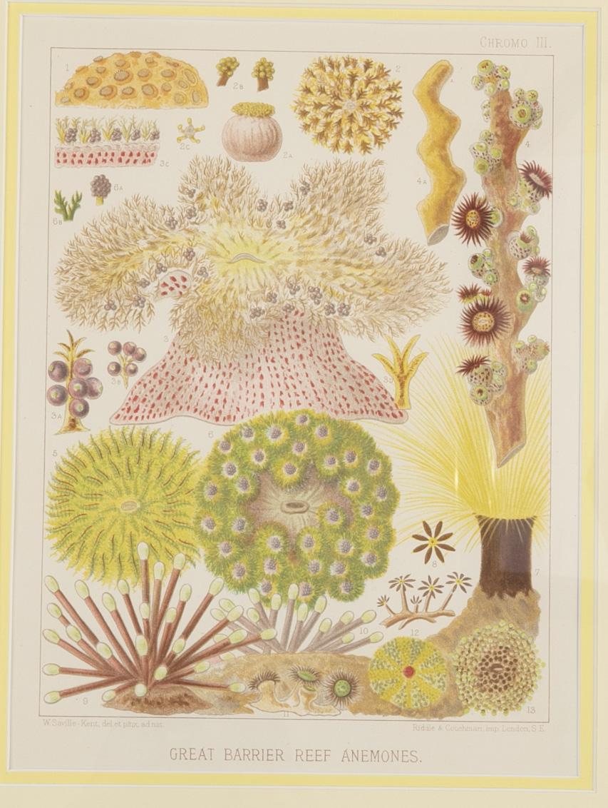 Conjunto de seis cromo-litografías de la Gran Barrera de Coral de Australia en venta 2