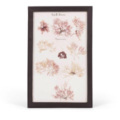 Satz von acht gerahmten Vintage Coral Specimen Collections