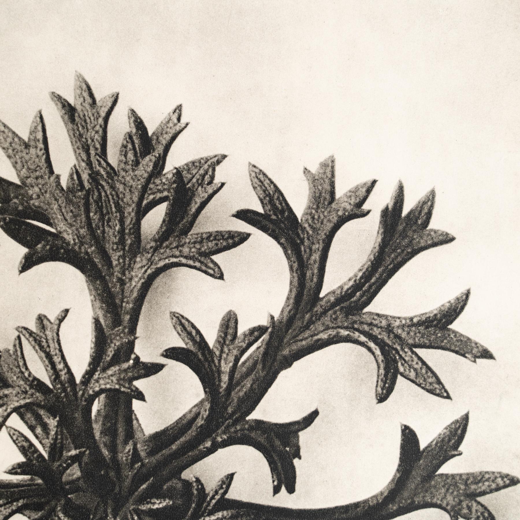 Set of Eight Karl Blossfeldt Framed Photogravures: Nature's Elegance (1942) For Sale 4