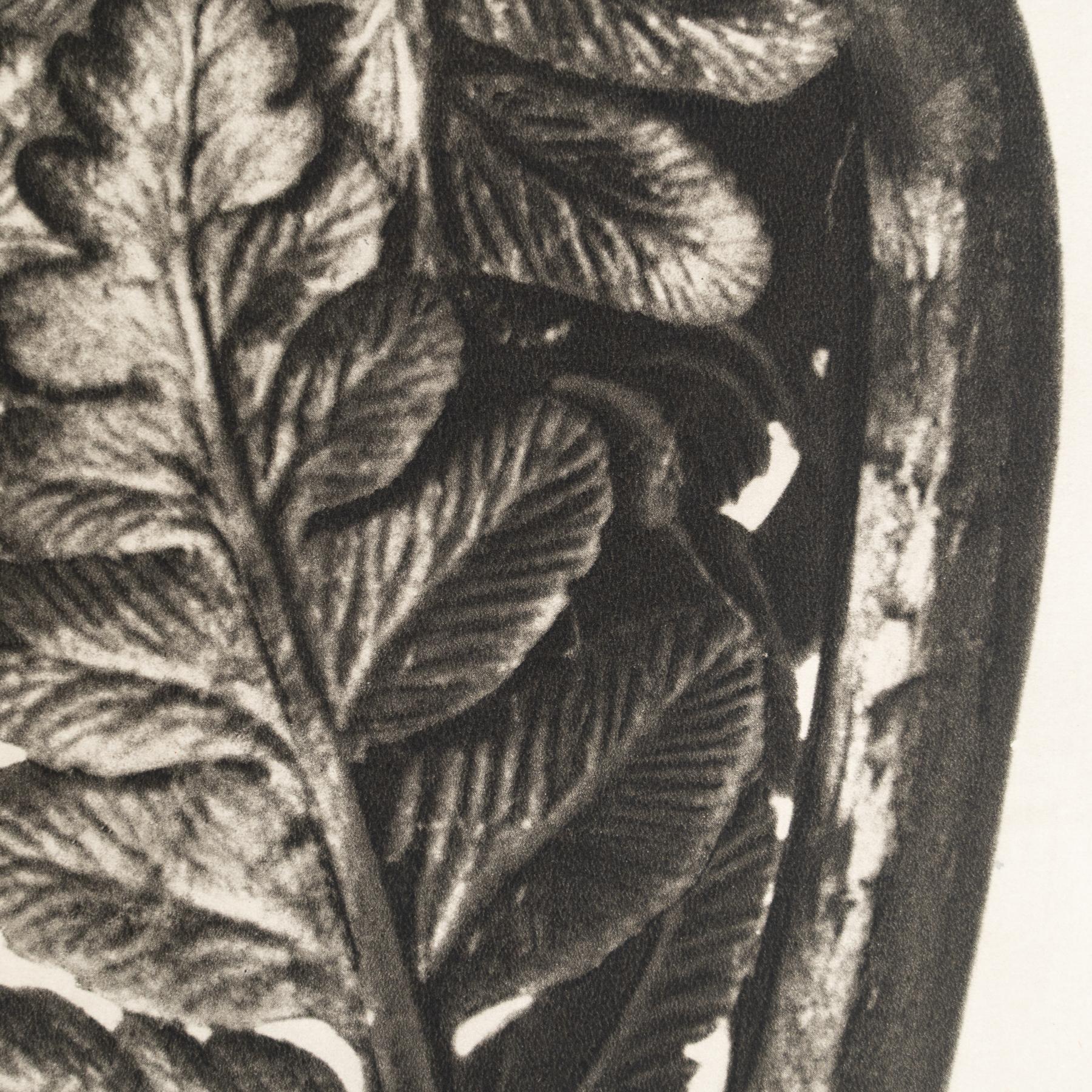 Set of Eight Karl Blossfeldt Framed Photogravures: Nature's Elegance (1942) For Sale 6