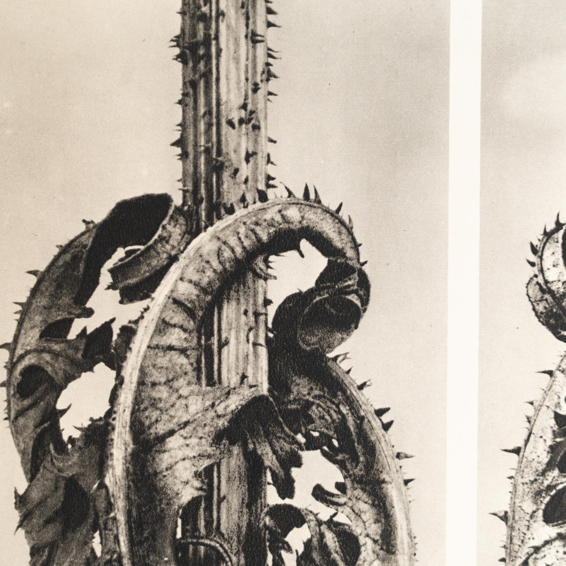 Set of Eight Karl Blossfeldt Framed Photogravures: Nature's Elegance (1942) For Sale 7